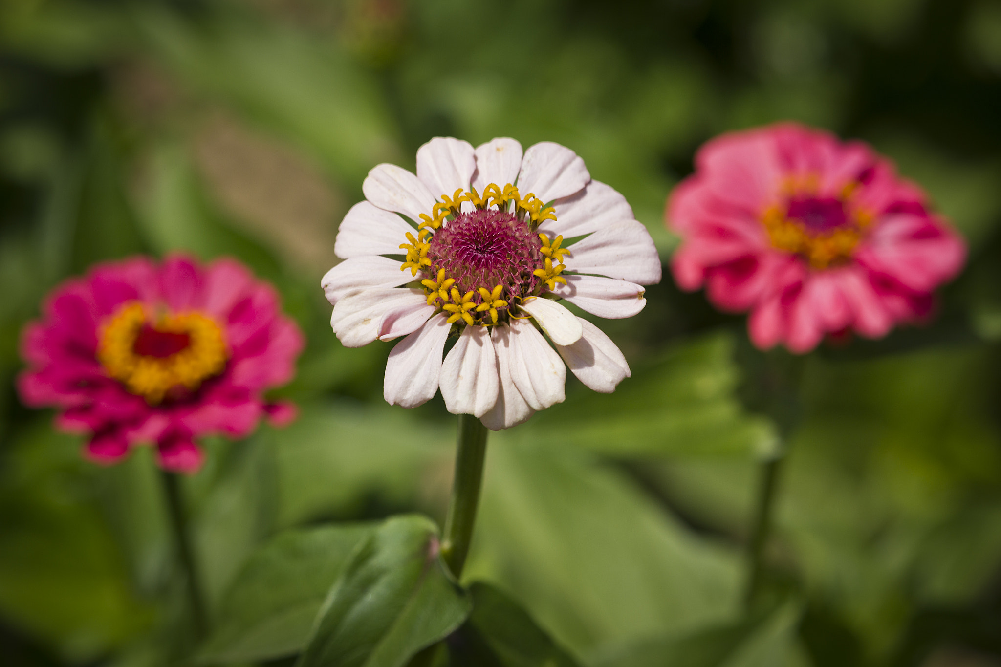 Canon EF-S 55-250mm F4-5.6 IS STM sample photo. Flower photography