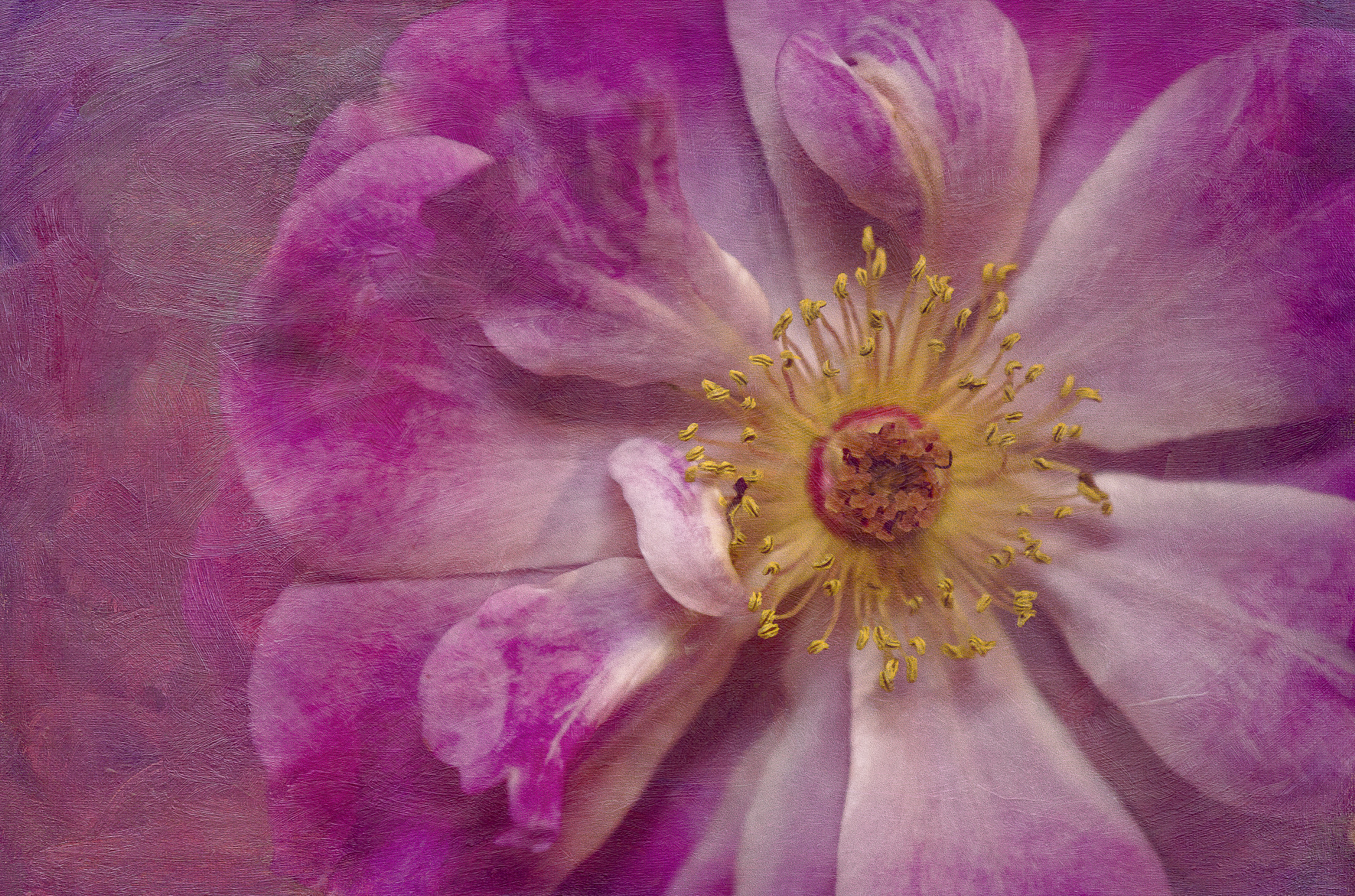Nikon AF-S DX Micro-Nikkor 85mm F3.5G ED VR sample photo. Edit edit edit photography