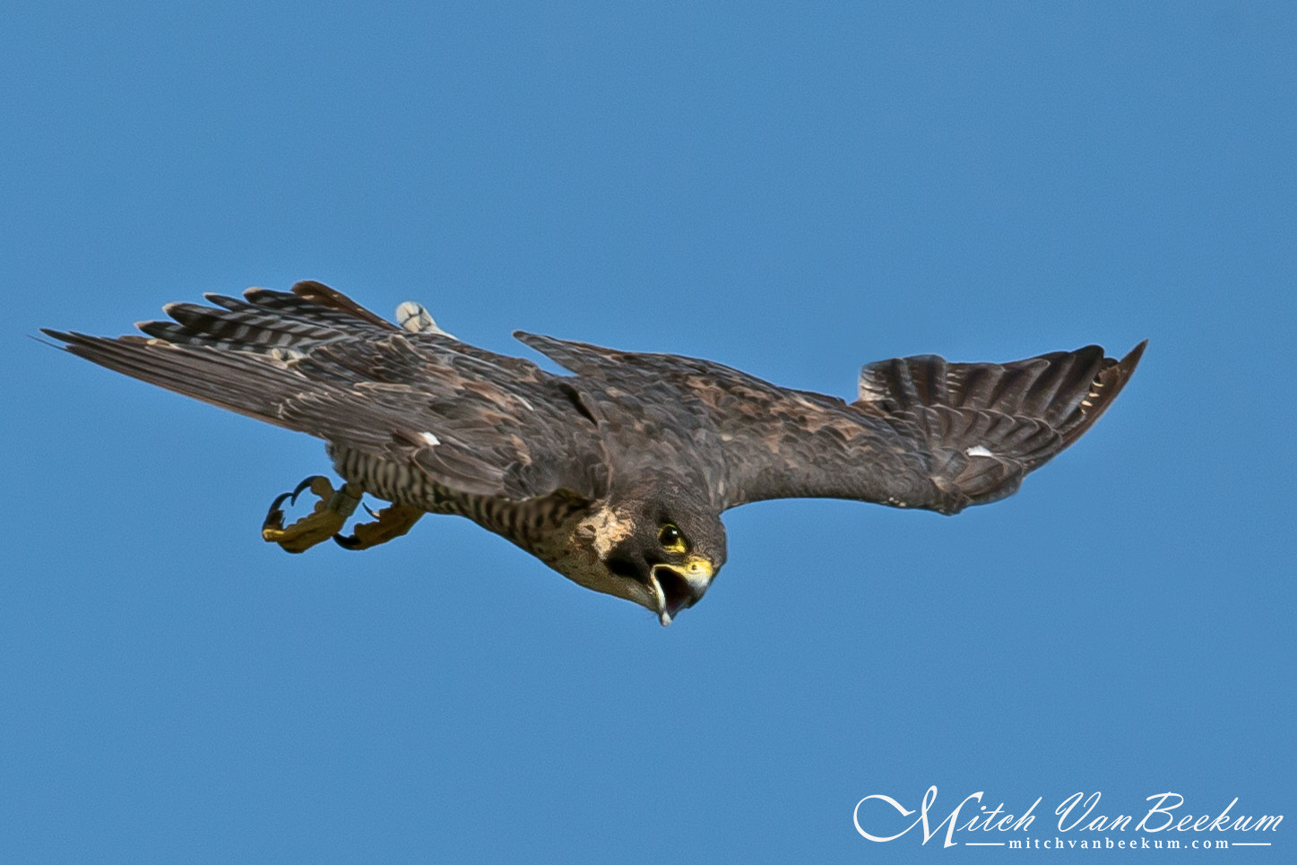 Canon EF 500mm F4L IS II USM sample photo. "dirty looks" - peregrine falcon photography