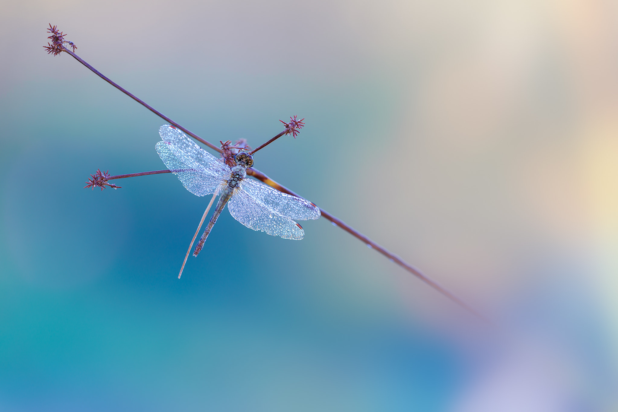 Sigma 70-200mm F2.8 EX DG Macro HSM II sample photo. Morning blues photography