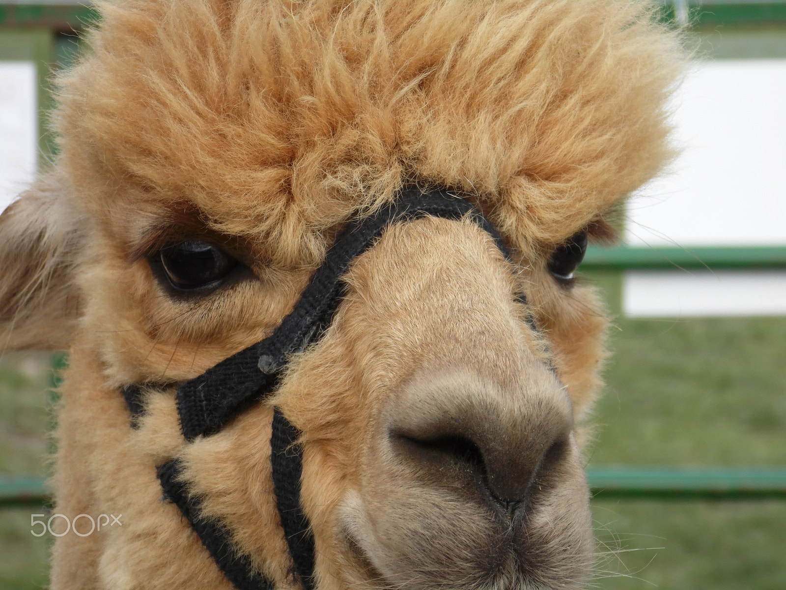 Samsung WB110/  WB111 sample photo. Brown alpaca photography