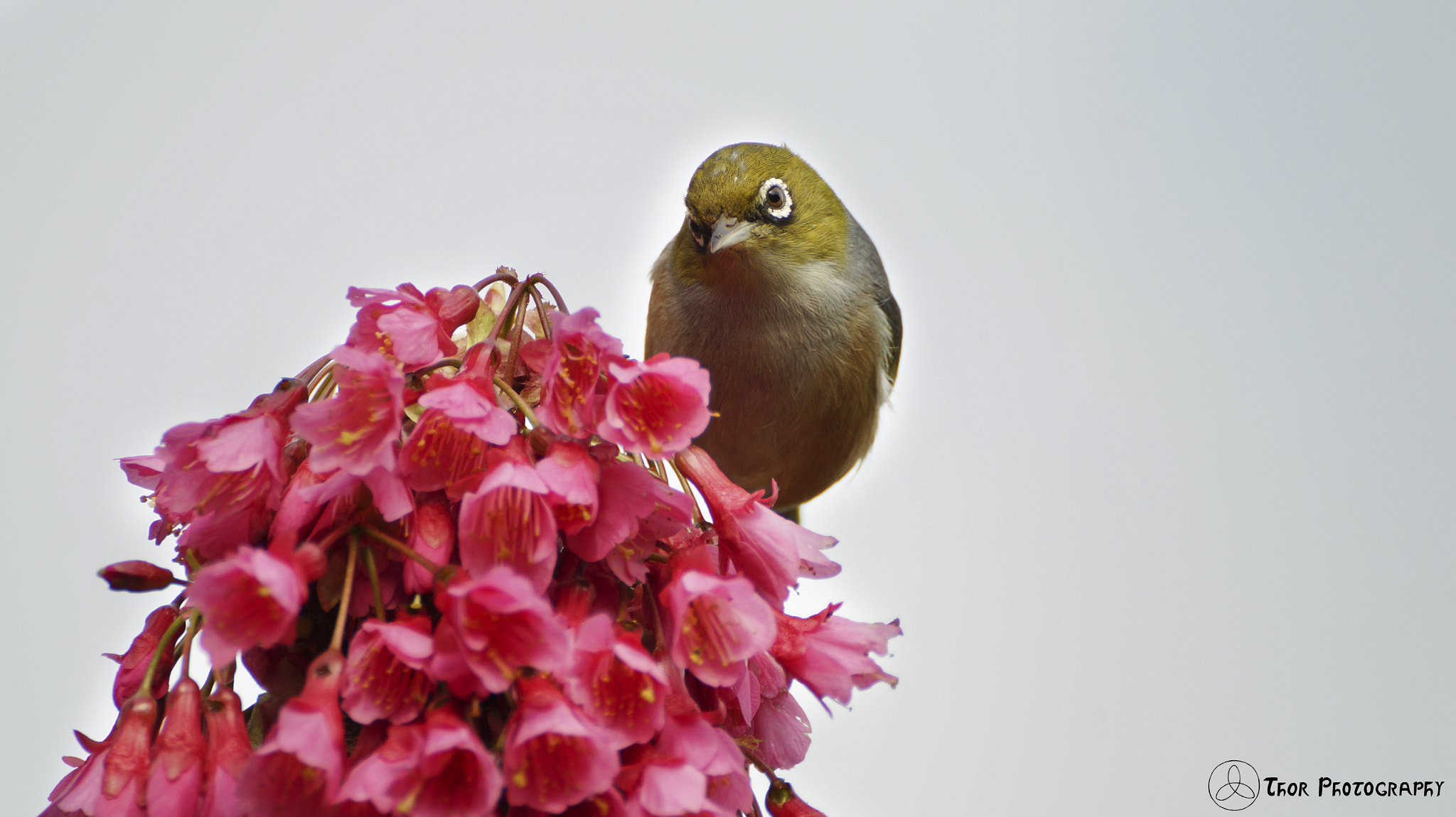 Tamron SP 70-300mm F4-5.6 Di USD sample photo. Inquisitive silvereye photography