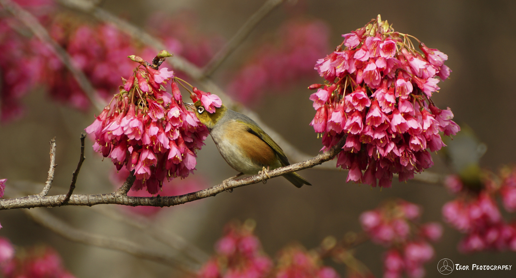 Tamron SP 70-300mm F4-5.6 Di USD sample photo. Flower hat photography
