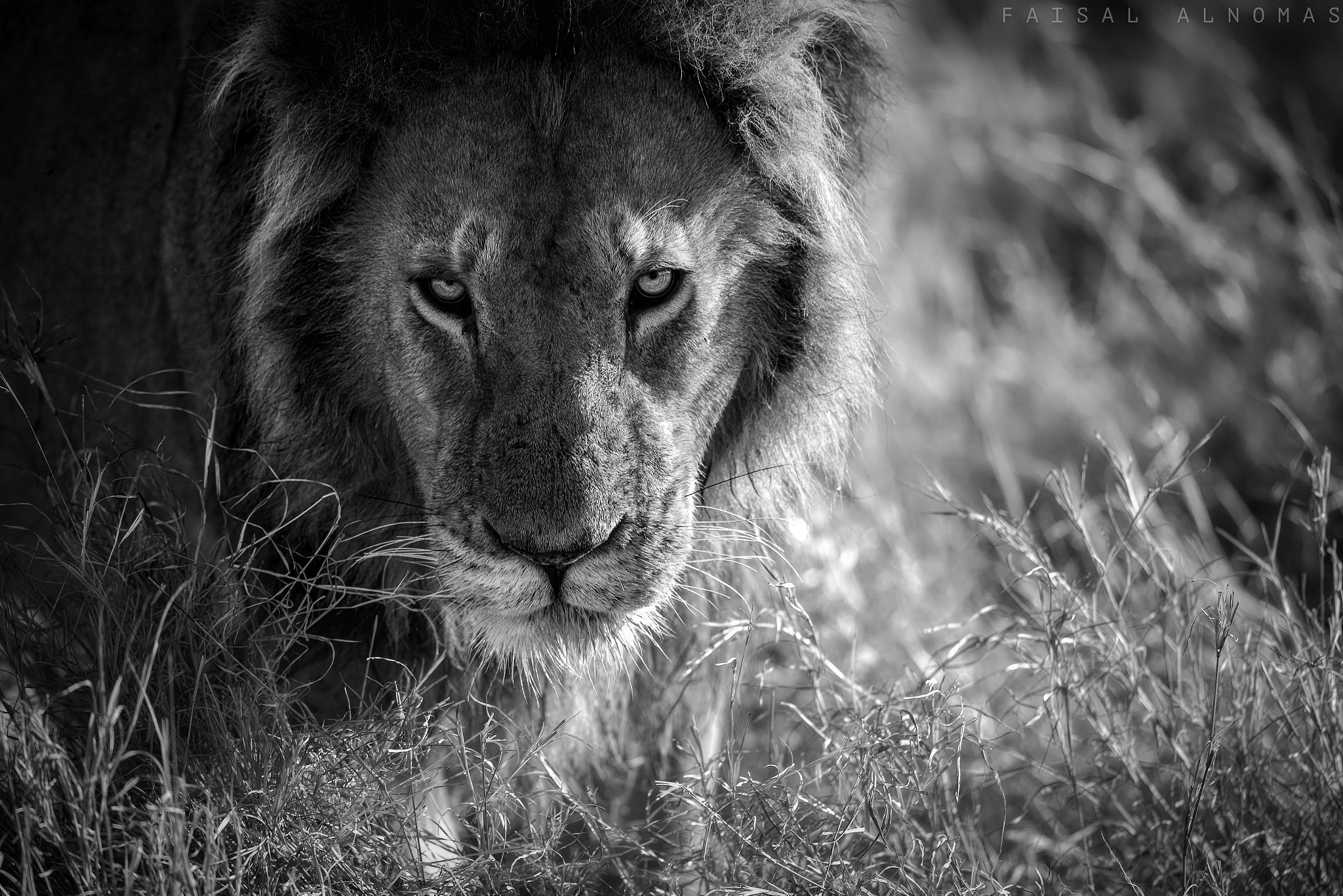 Canon EF 500mm F4L IS II USM sample photo. Warning photography