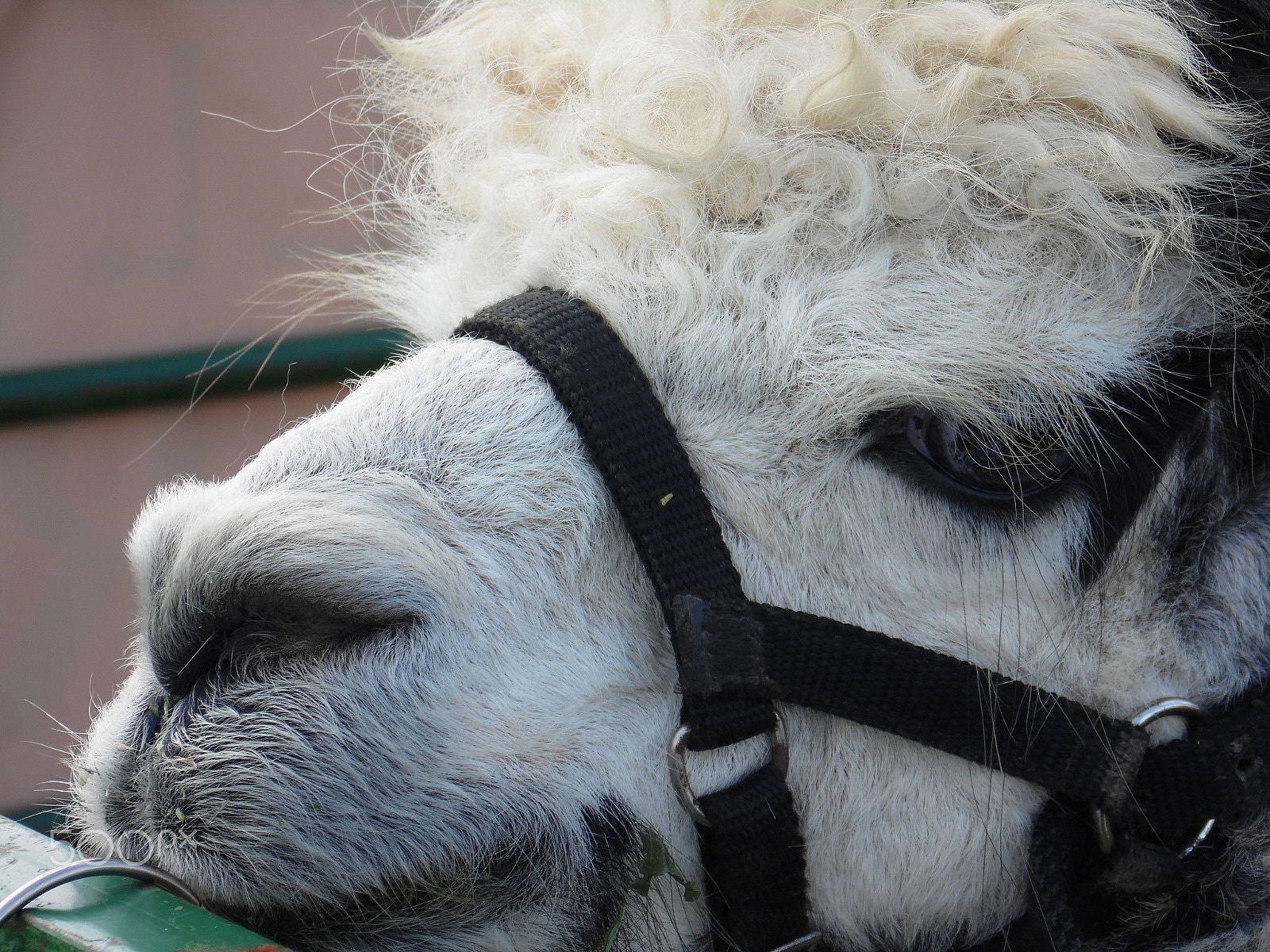 Samsung WB110/  WB111 sample photo. White/black alpaca photography