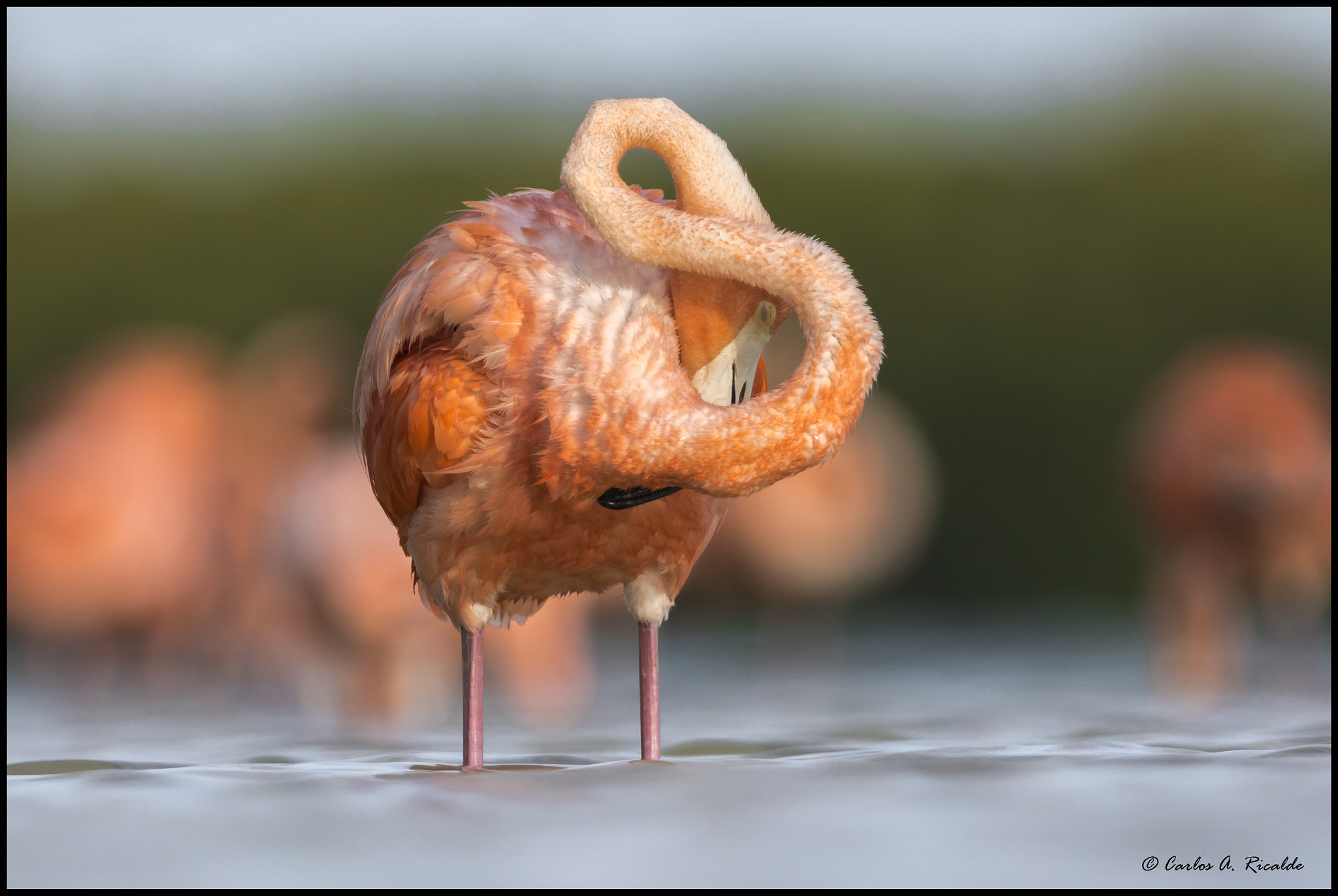 Canon EF 300mm F2.8L IS USM sample photo. The dreamer photography