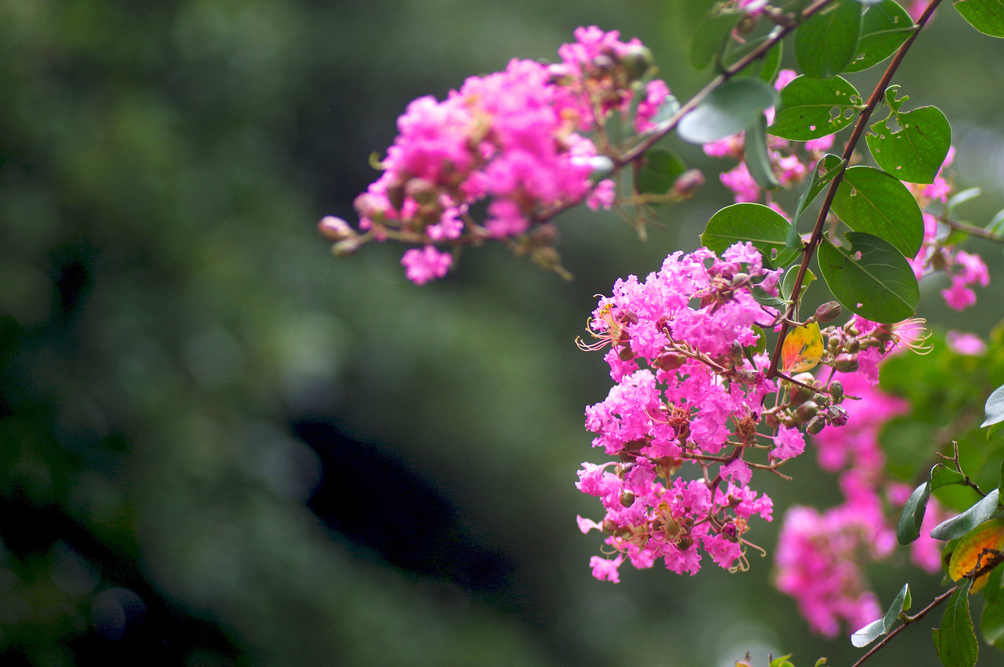 Pentax K-3 + Tamron SP AF 90mm F2.8 Di Macro sample photo. Crape myrtle photography