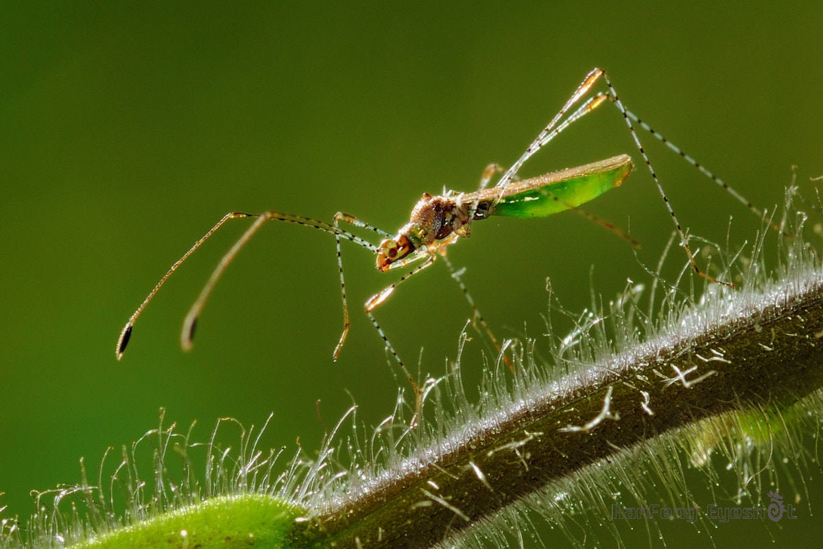 Nikon D90 + Nikon AF Micro-Nikkor 200mm F4D ED-IF sample photo. 翘蝽 photography