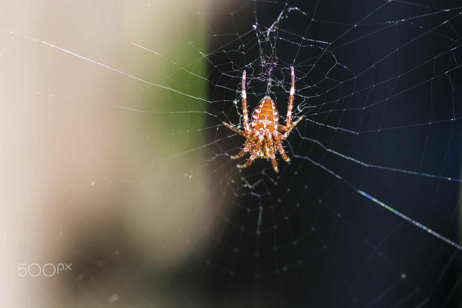 Tokina AT-X Pro 100mm F2.8 Macro sample photo. Spider photography