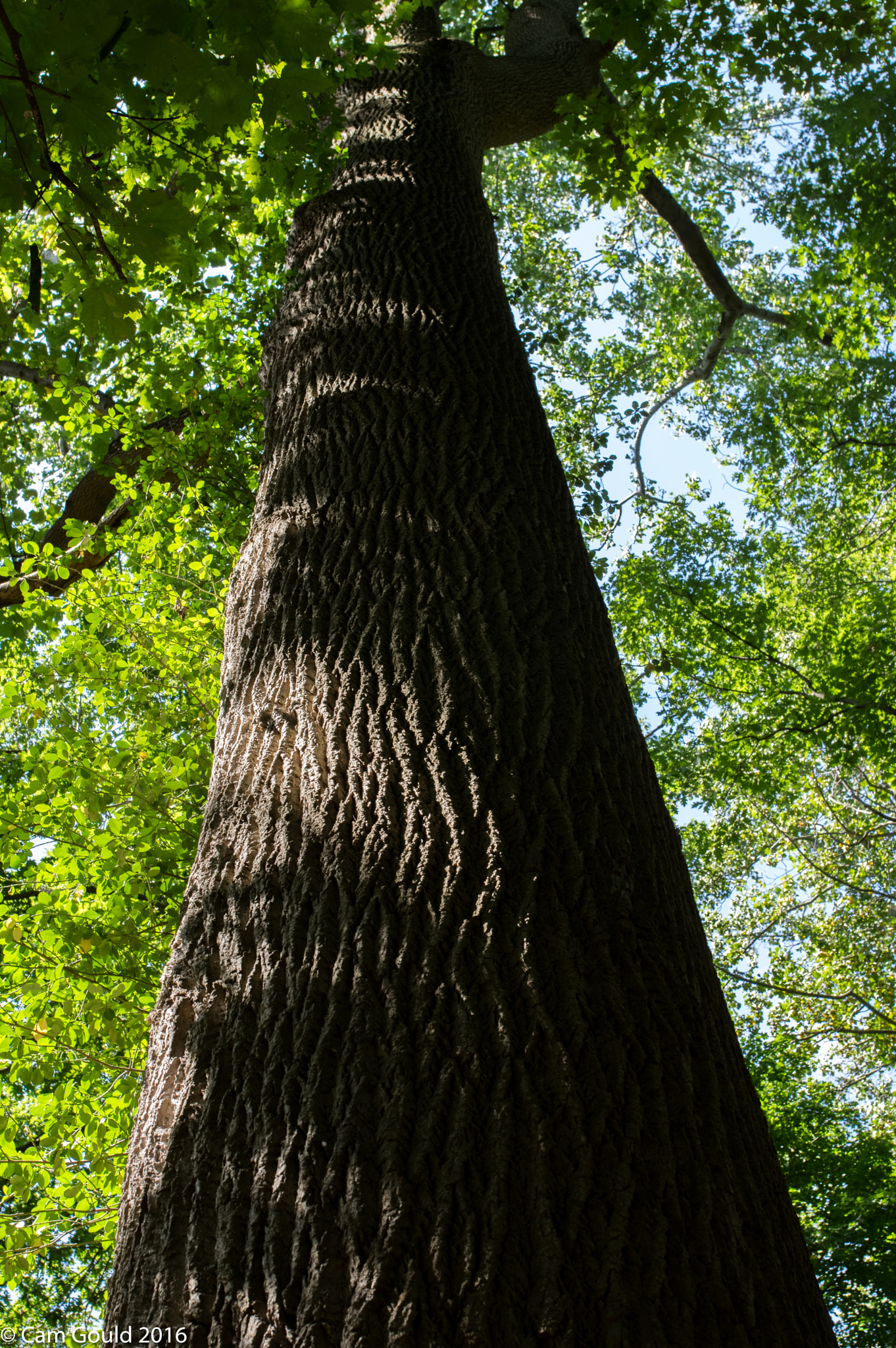 Pentax K-3 sample photo. Big tree shadows photography