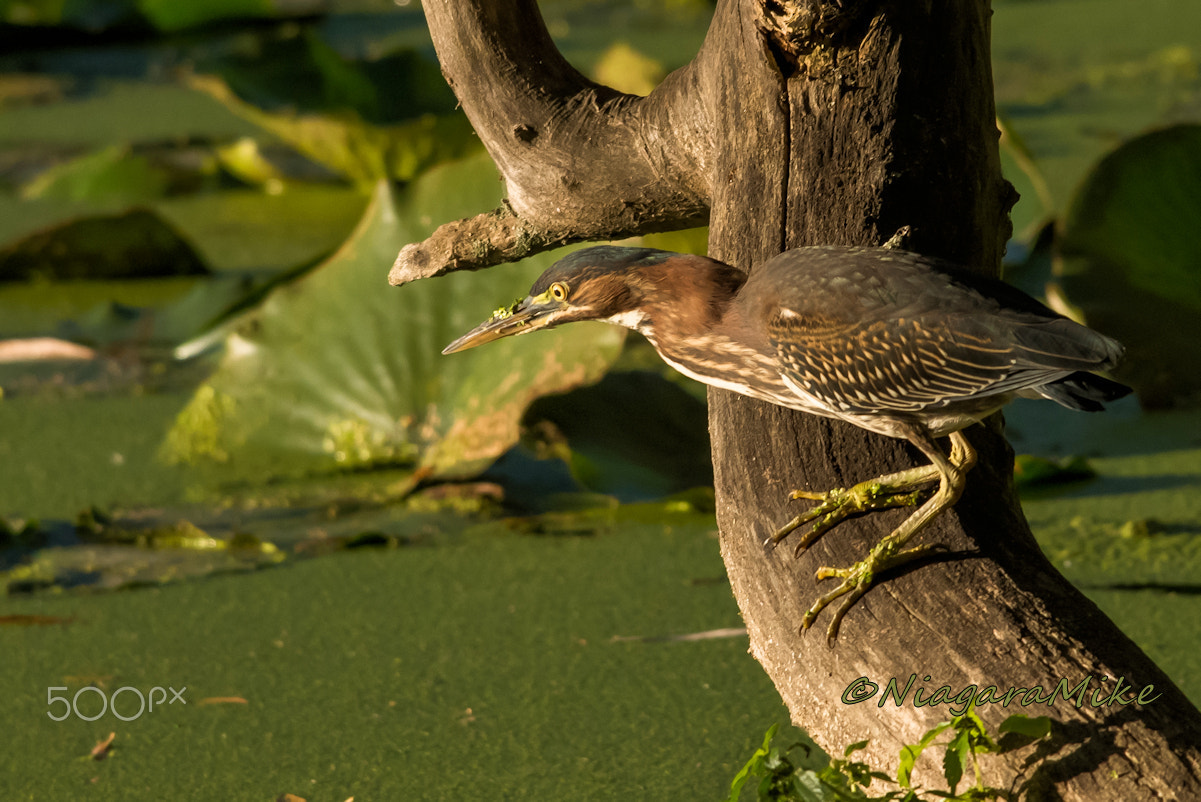Nikon D810 + Nikon AF-S Nikkor 300mm F4D ED-IF sample photo. The green heron strikes again photography