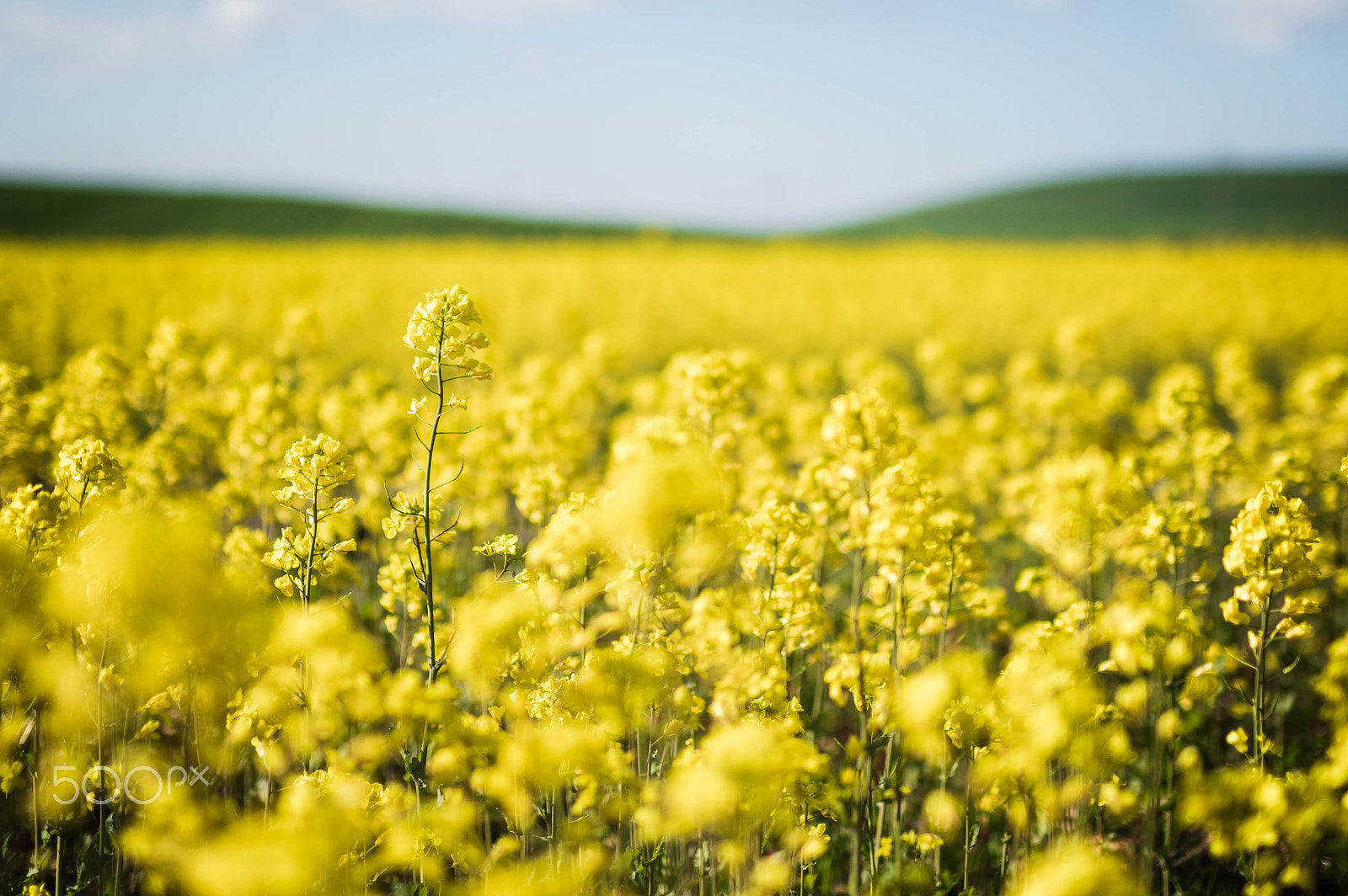 Sigma 50mm F1.4 EX DG HSM sample photo. Canola field photography