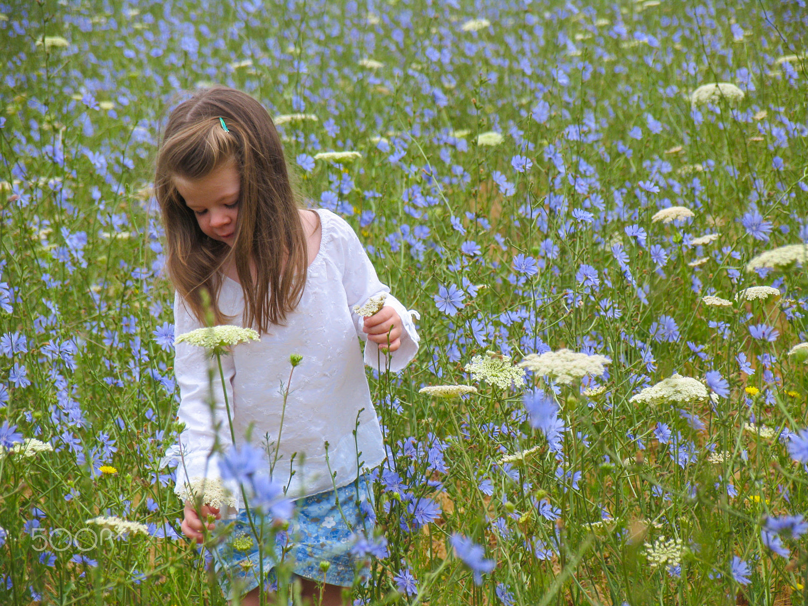 Canon POWERSHOT PRO1 sample photo. Girl in a field of wildflowers photography