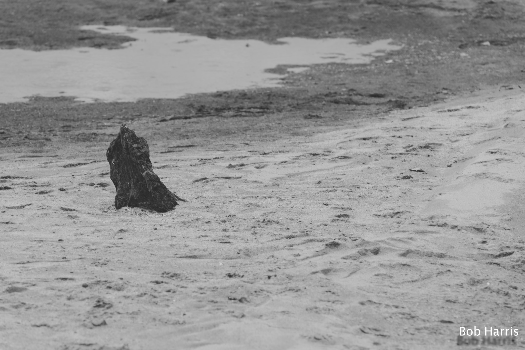 AF Zoom-Nikkor 80-200mm f/2.8 ED sample photo. Mason neck state park, va 1 photography