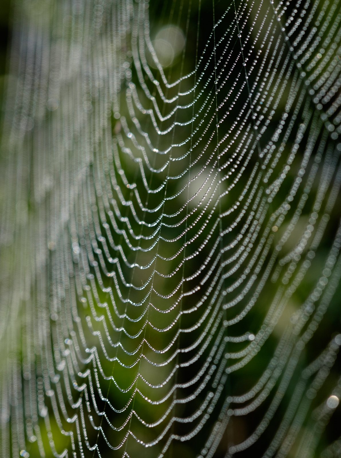 Fujifilm X-T10 + Fujifilm XF 60mm F2.4 R Macro sample photo. Web photography