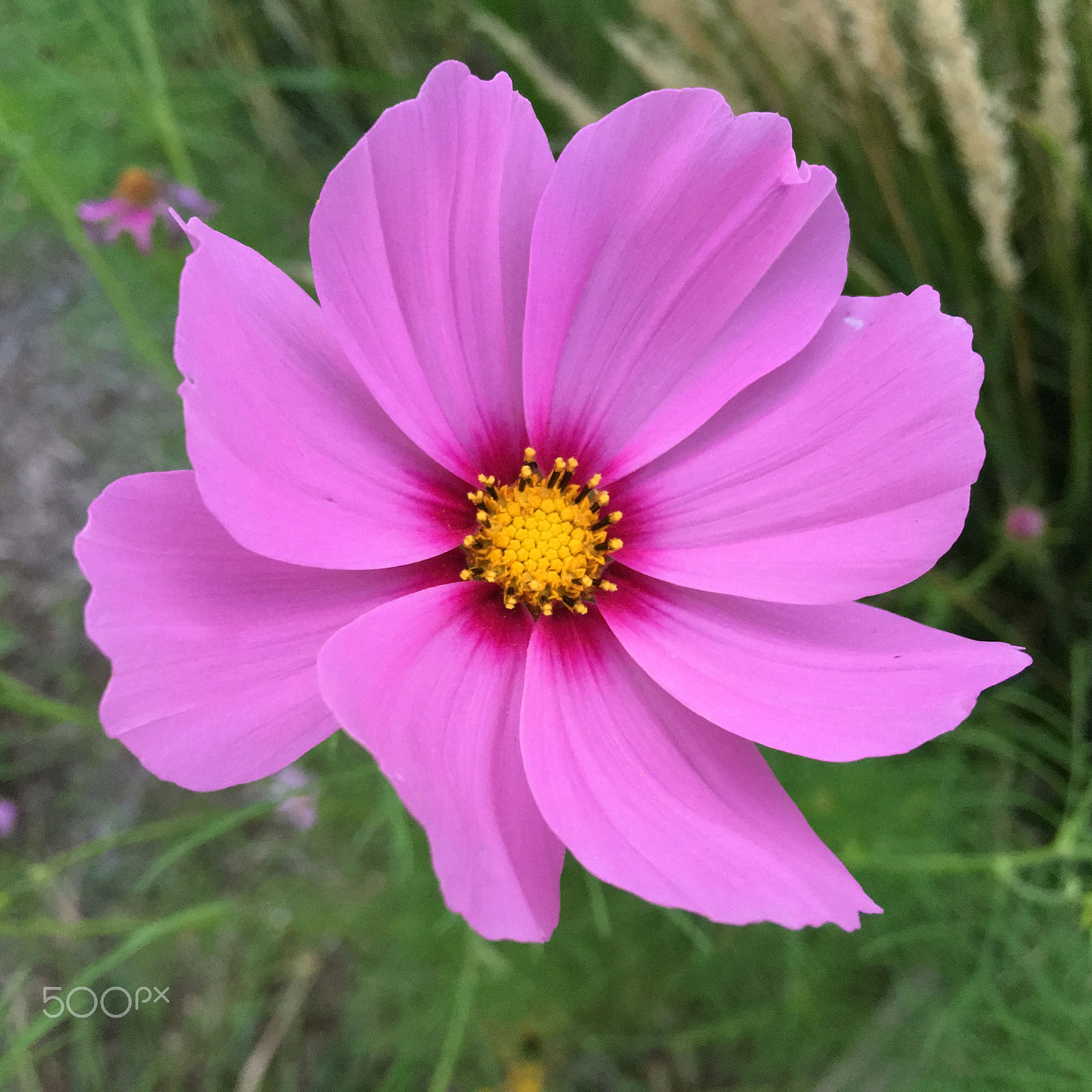 Apple iPhone8,1 sample photo. Autumn daisy photography