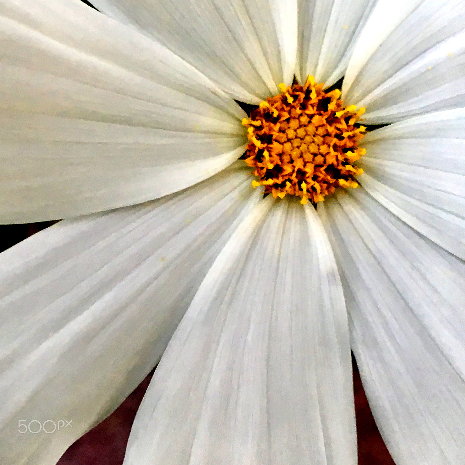 Apple iPhone8,1 sample photo. White daisy photography