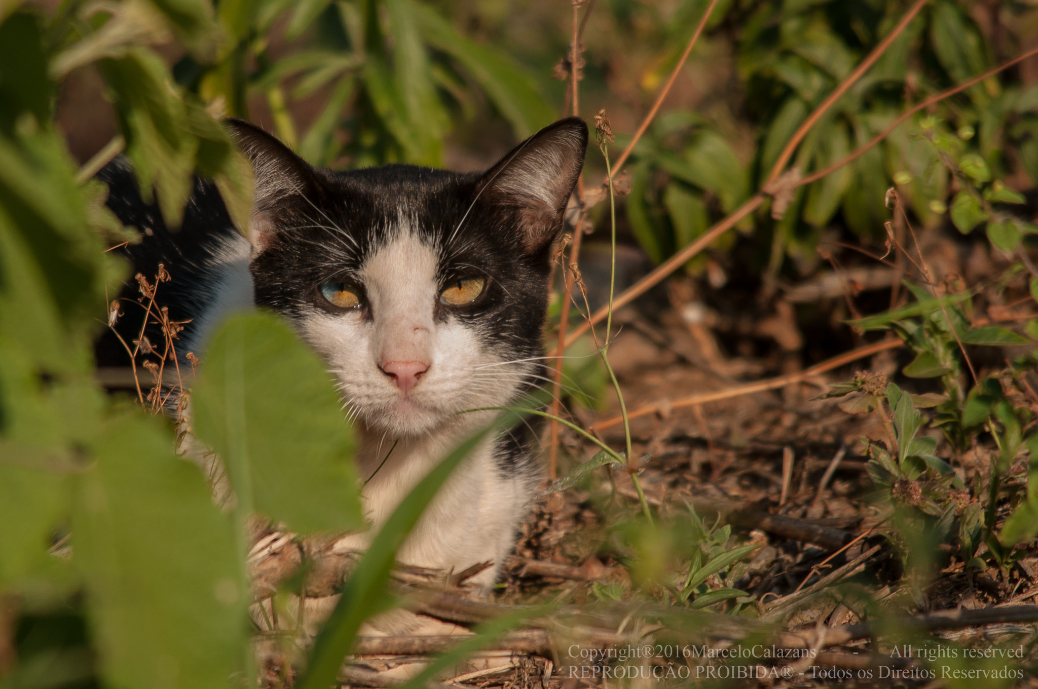 Sigma 150-500mm F5-6.3 DG OS HSM sample photo. Cat photography