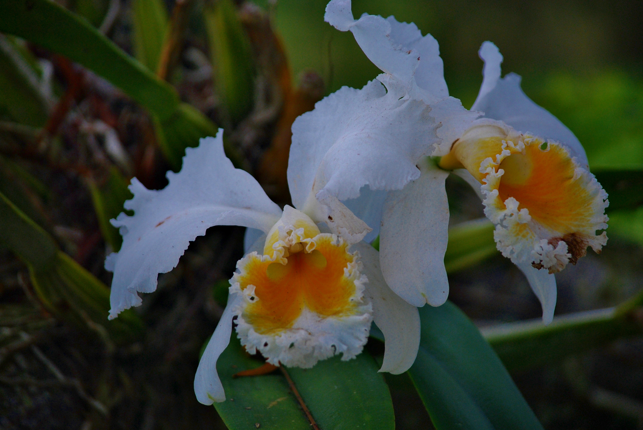 Nikon D60 sample photo. Essence ... photography