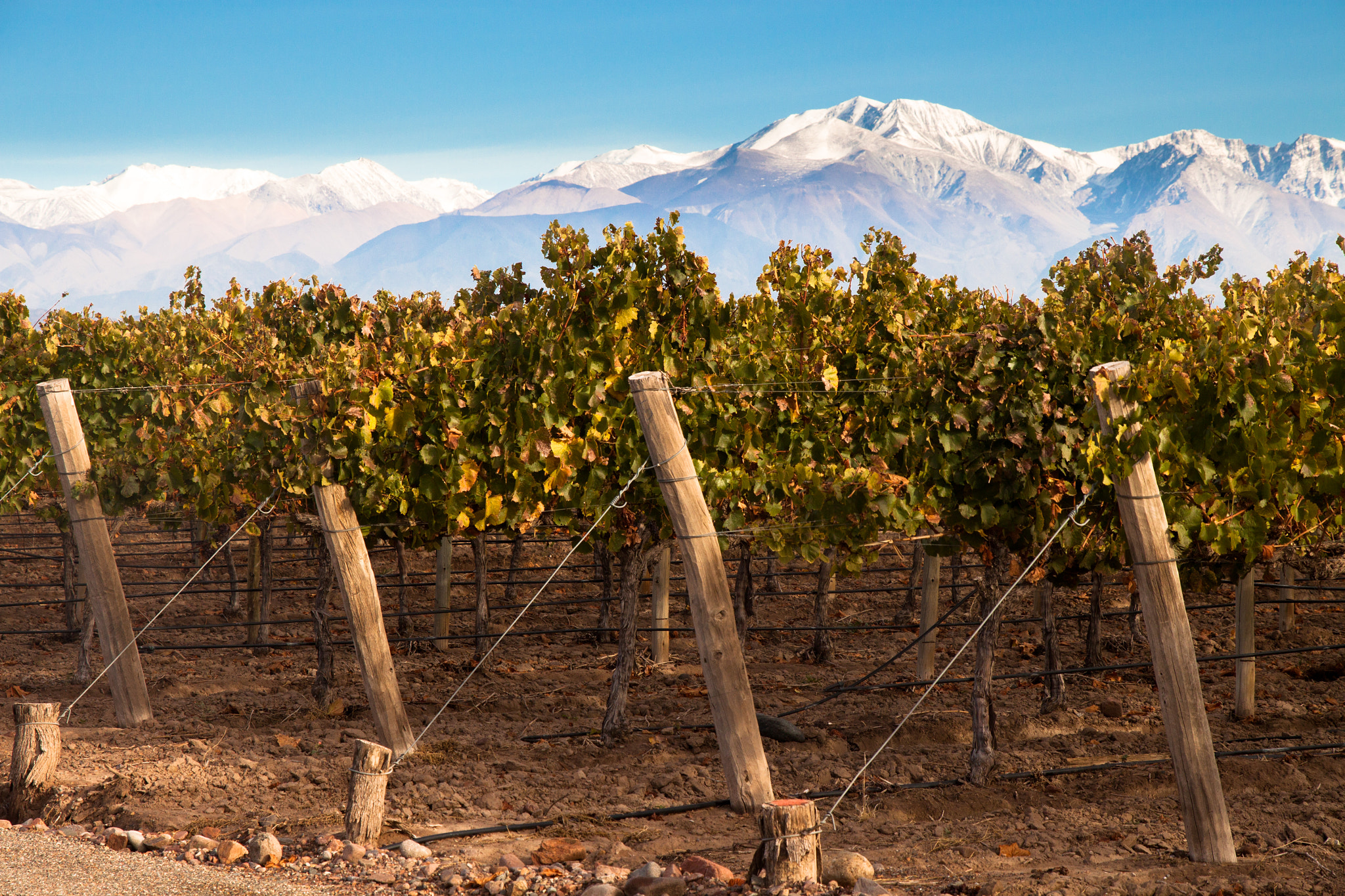 Sigma 17-70mm F2.8-4 DC Macro OS HSM sample photo. Wines of mendoza photography
