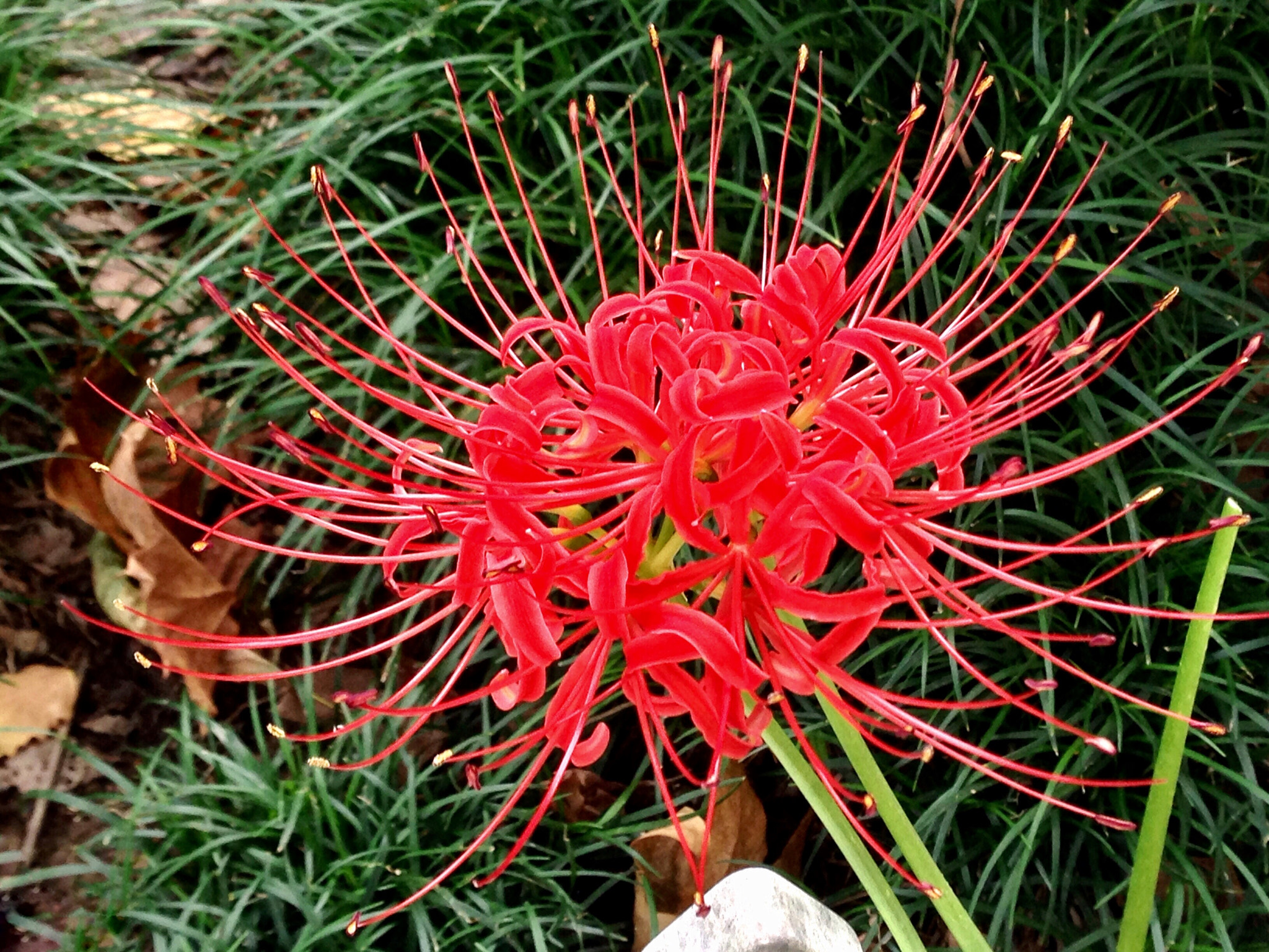 Apple iPhone5,2 sample photo. Equinox flowers 彼岸花 photography