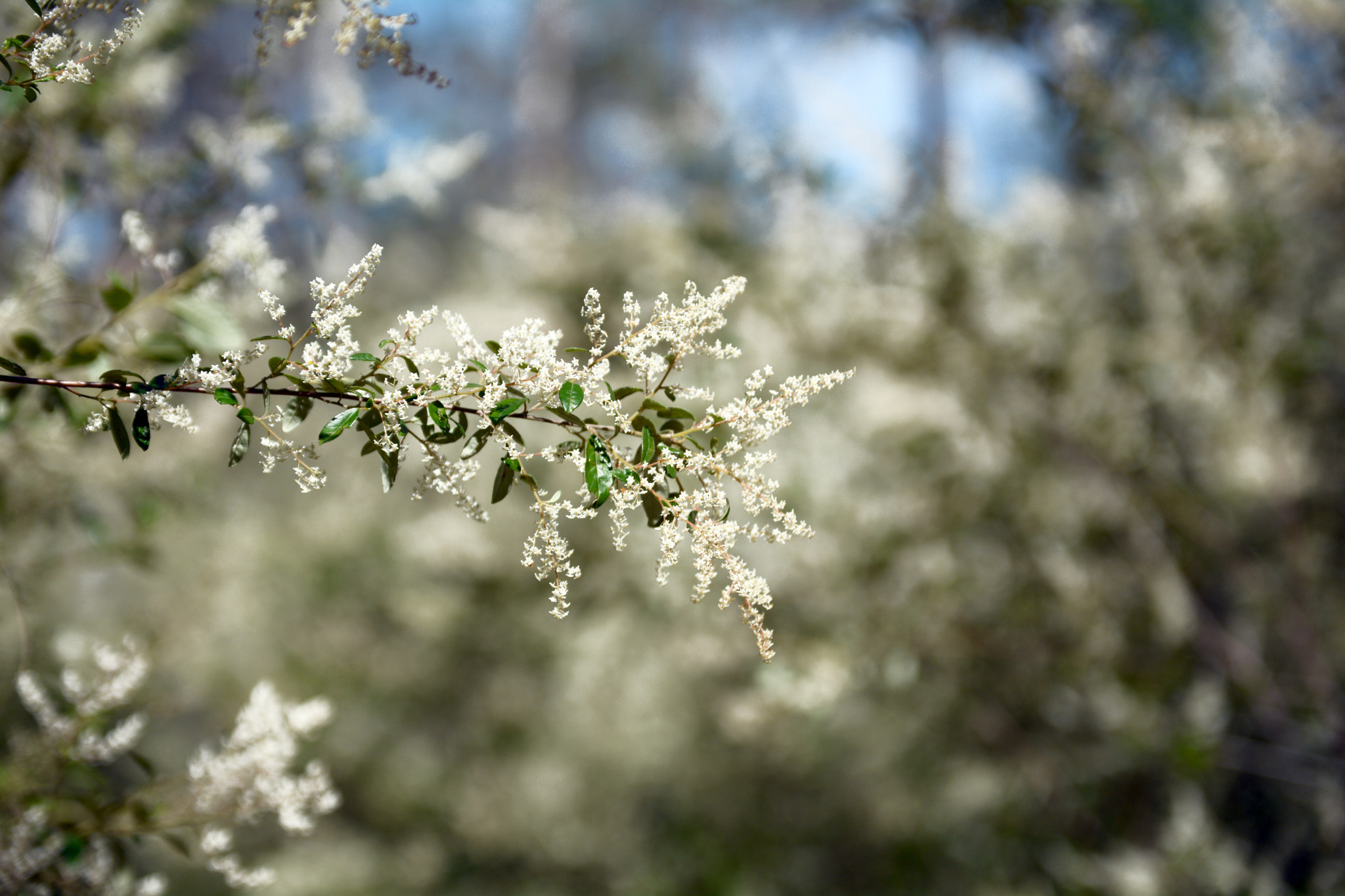 Tokina AT-X Pro 50-135mm F2.8 DX sample photo. 'garden' of honour photography