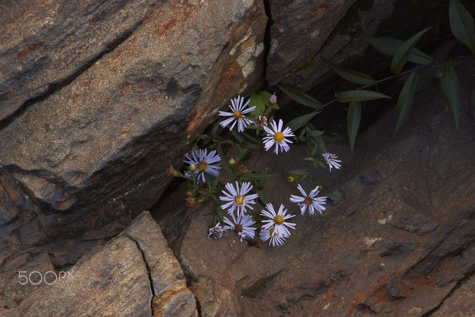 Sony SLT-A65 (SLT-A65V) + DT 18-270mm F3.5-6.3 SSM sample photo. Petite fleur photography