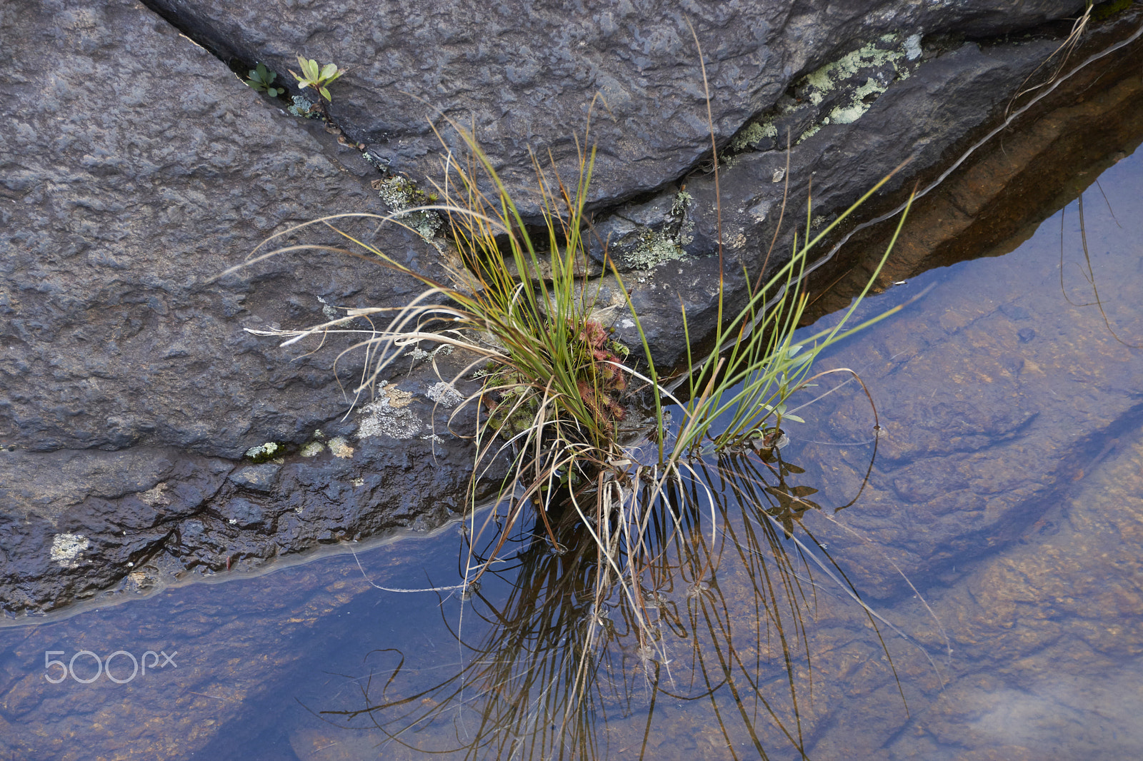 Sony SLT-A65 (SLT-A65V) + DT 18-270mm F3.5-6.3 SSM sample photo. Petite plante photography