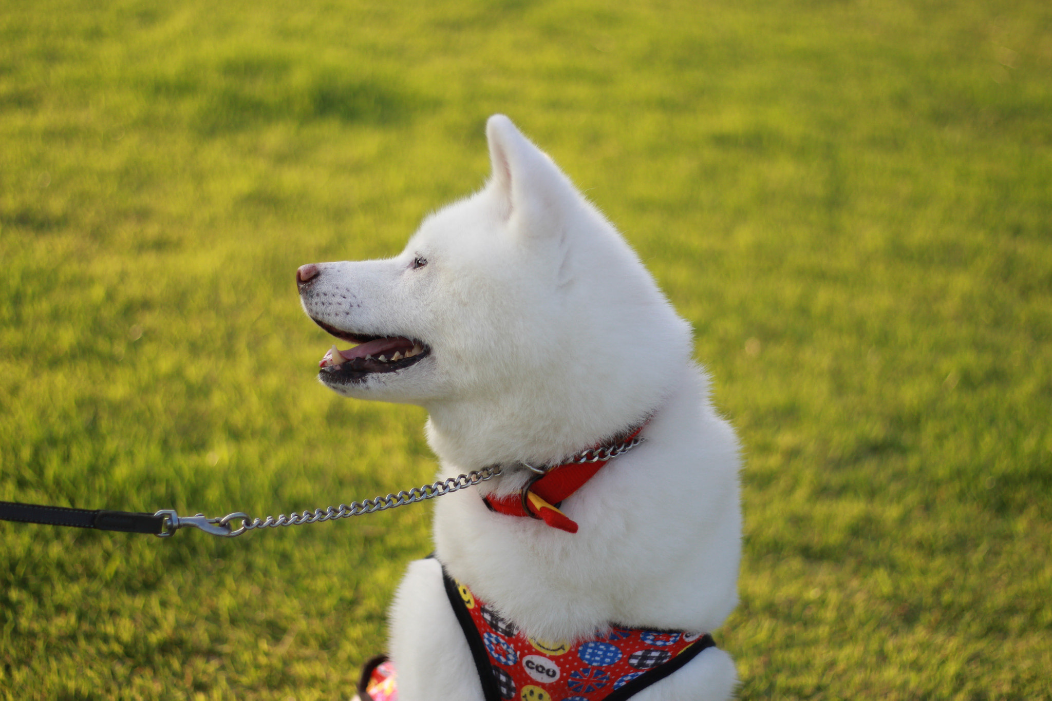 Canon EOS 700D (EOS Rebel T5i / EOS Kiss X7i) sample photo. A dog photography