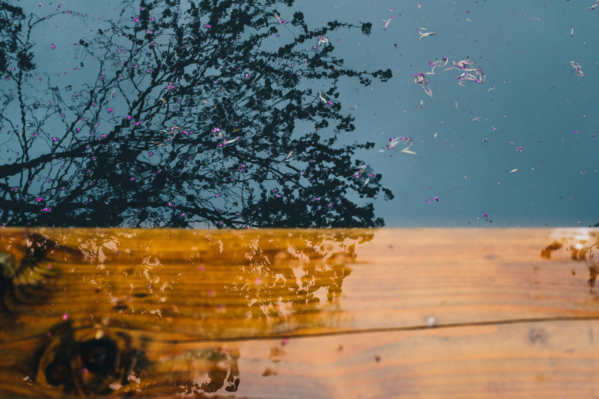 ZEISS Planar T* 50mm F1.4 sample photo. After a good rain is the best time for reflection photography