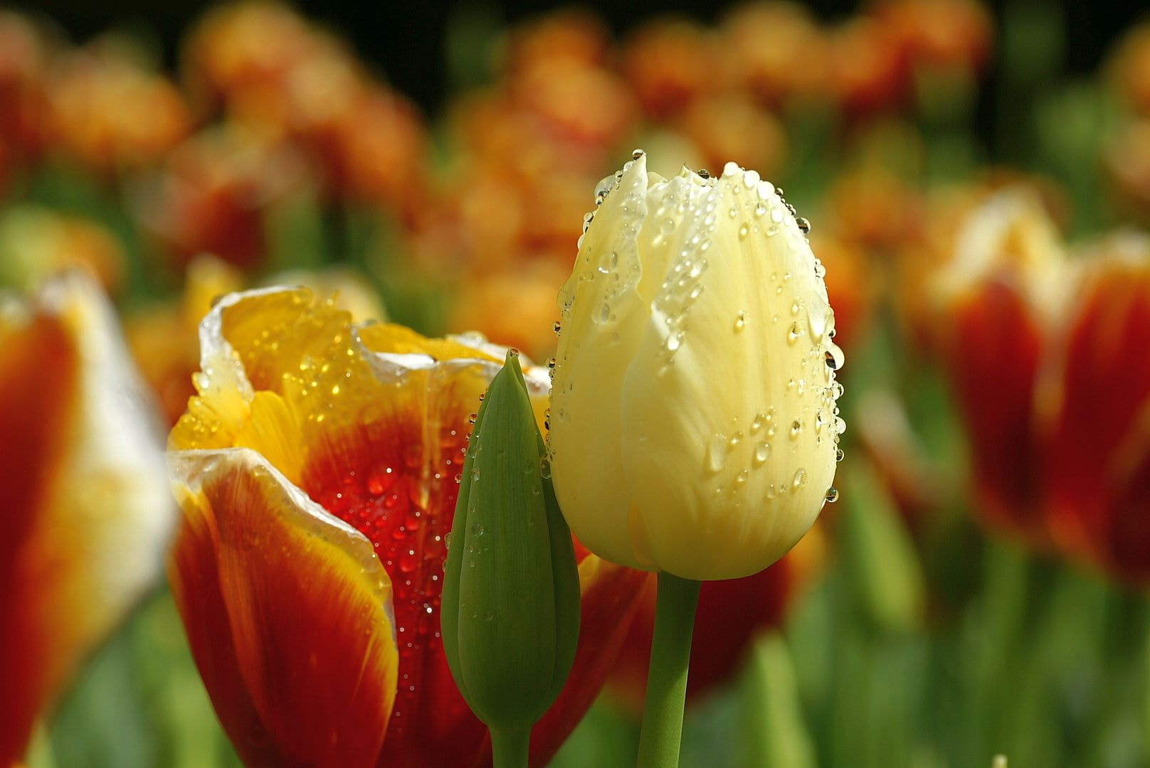 Sony Alpha DSLR-A700 + Tamron SP AF 90mm F2.8 Di Macro sample photo. Tulips after the rain photography