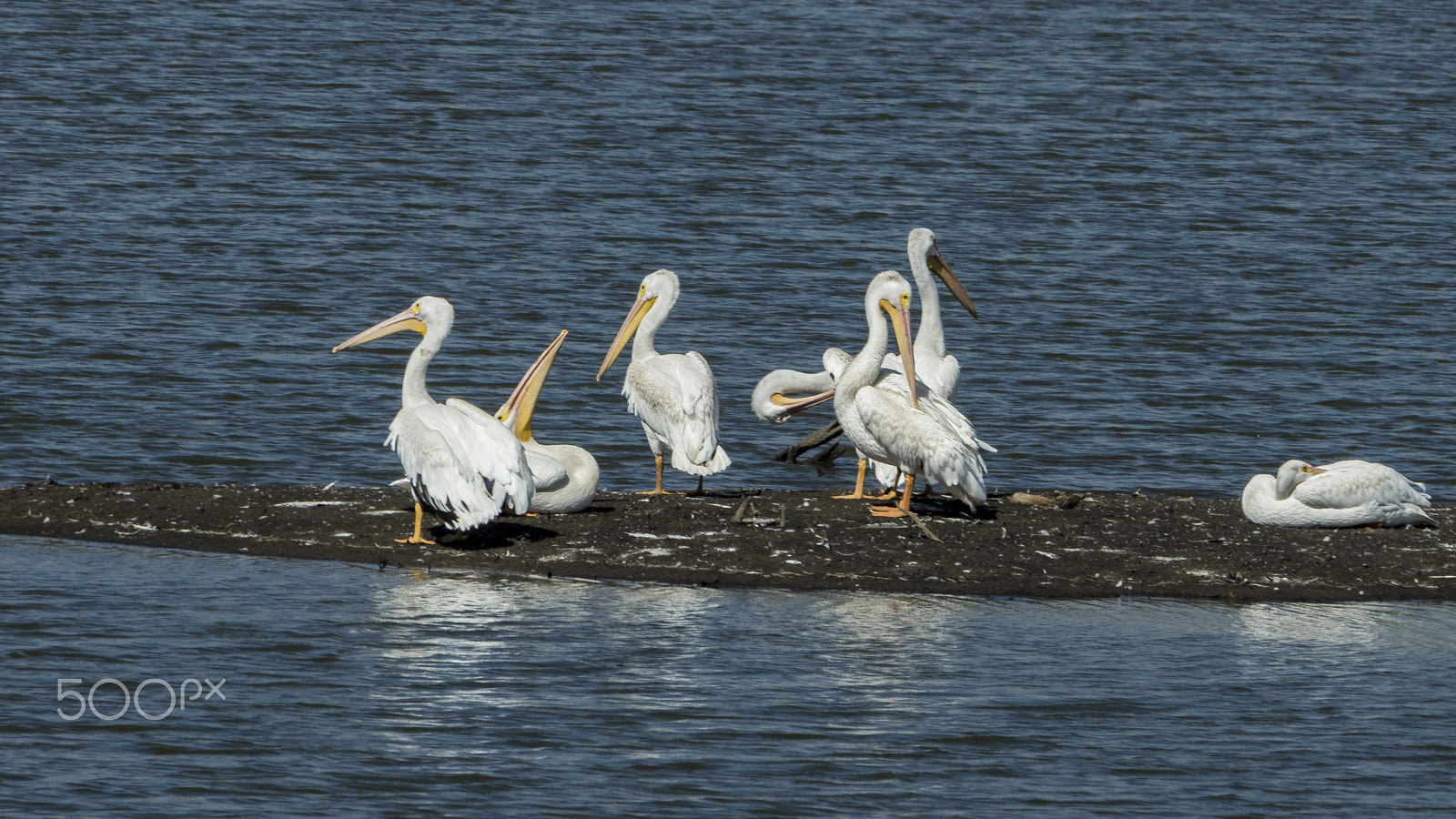 Sony SLT-A65 (SLT-A65V) sample photo. American white pelicans photography