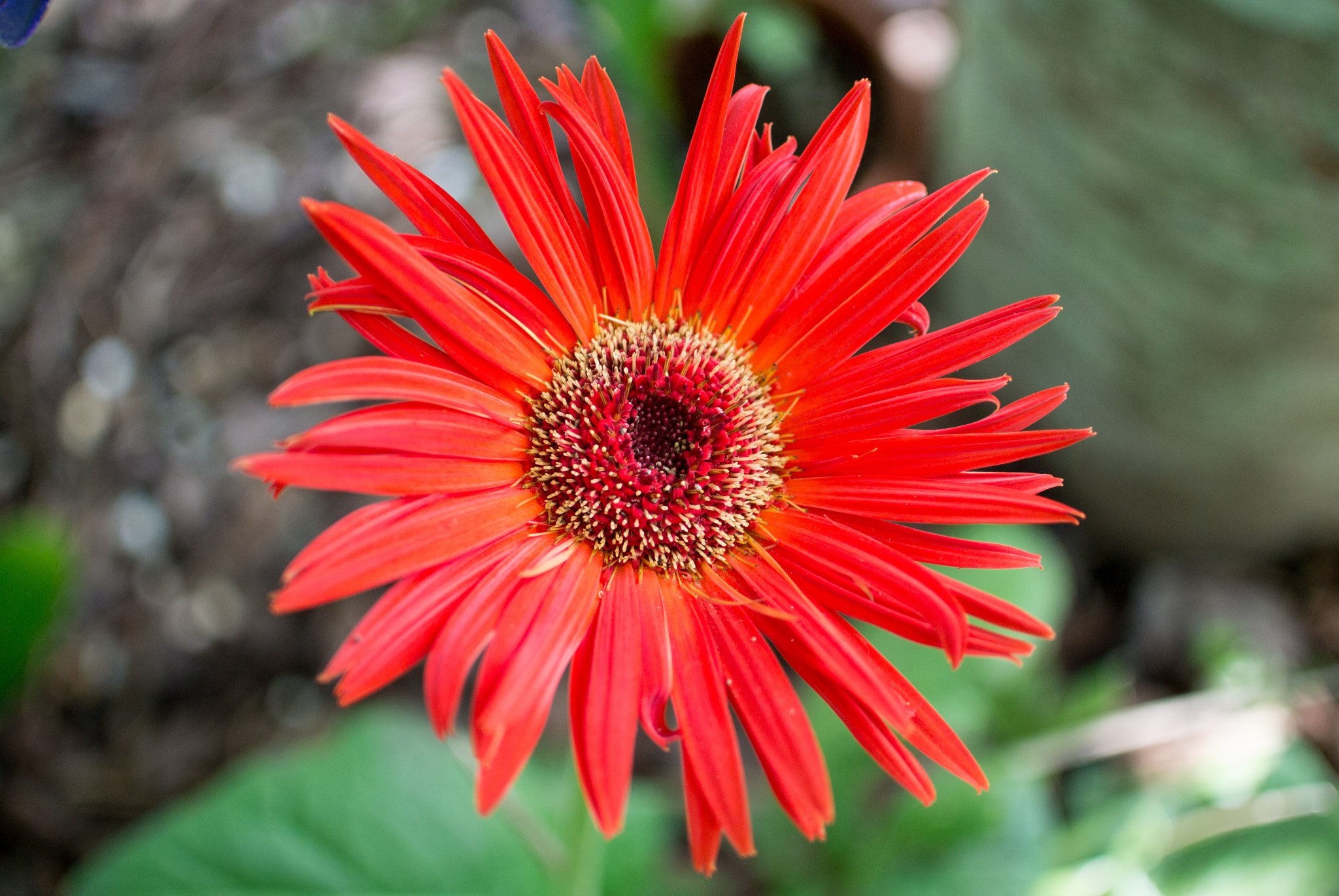 Nikon 1 V1 sample photo. Red flower photography