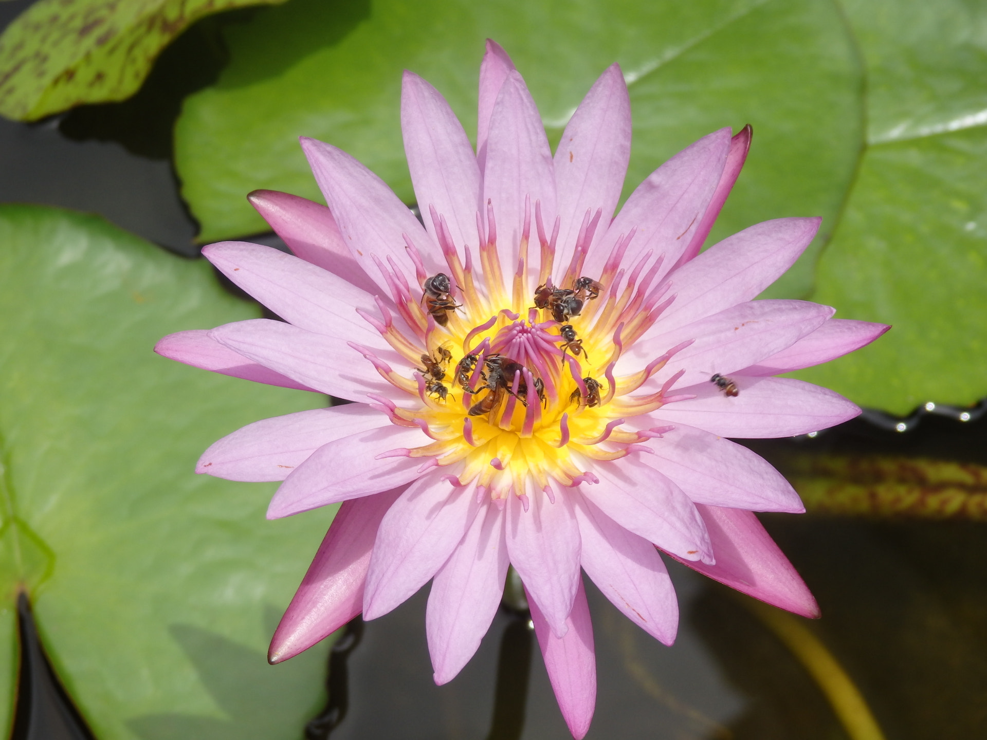 Olympus SZ-16,DZ-105 sample photo. Bees and waterlily photography