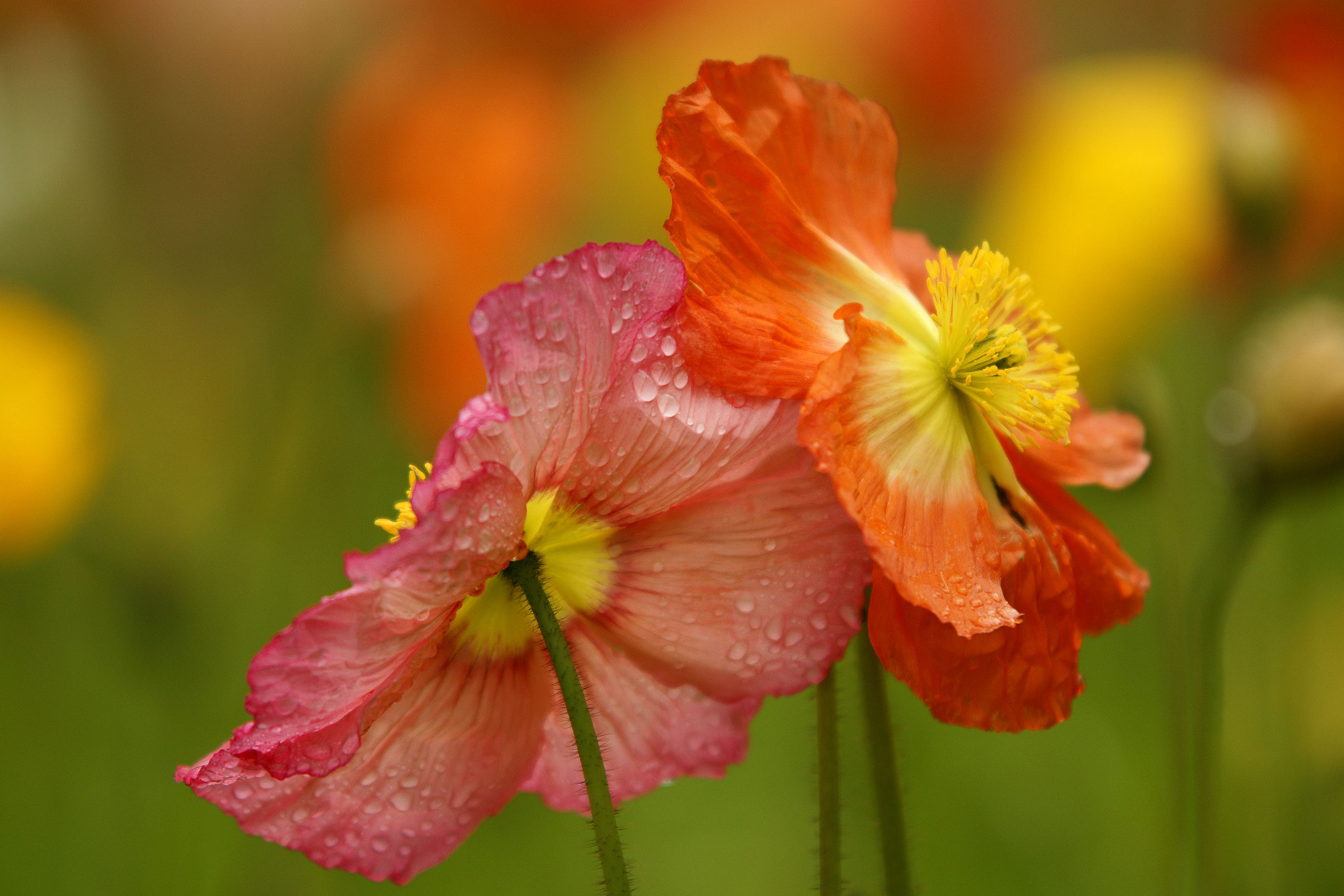 Sigma M-AF 70-200mm F2.8 EX APO sample photo. Poppies photography