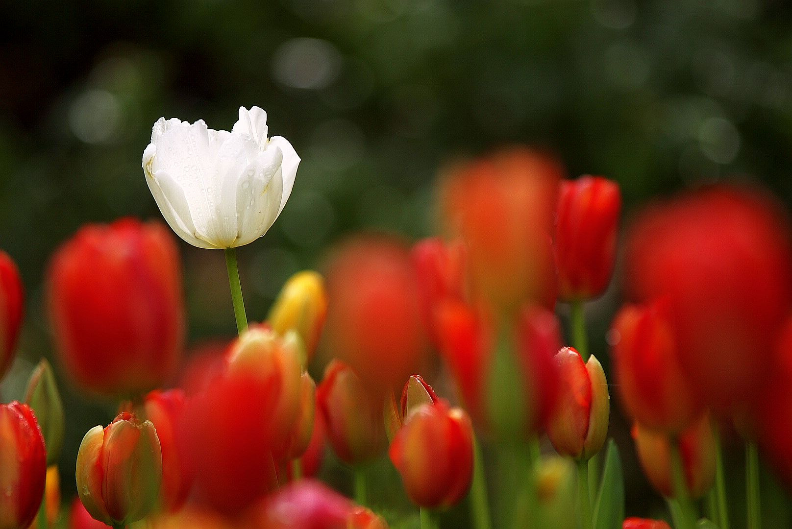 Sony Alpha DSLR-A700 sample photo. Tulip bokeh photography