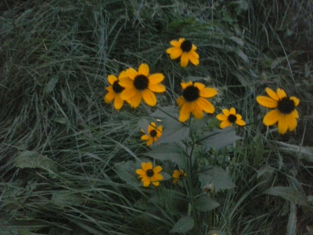 LG Y25 sample photo. Sneezeweed photography