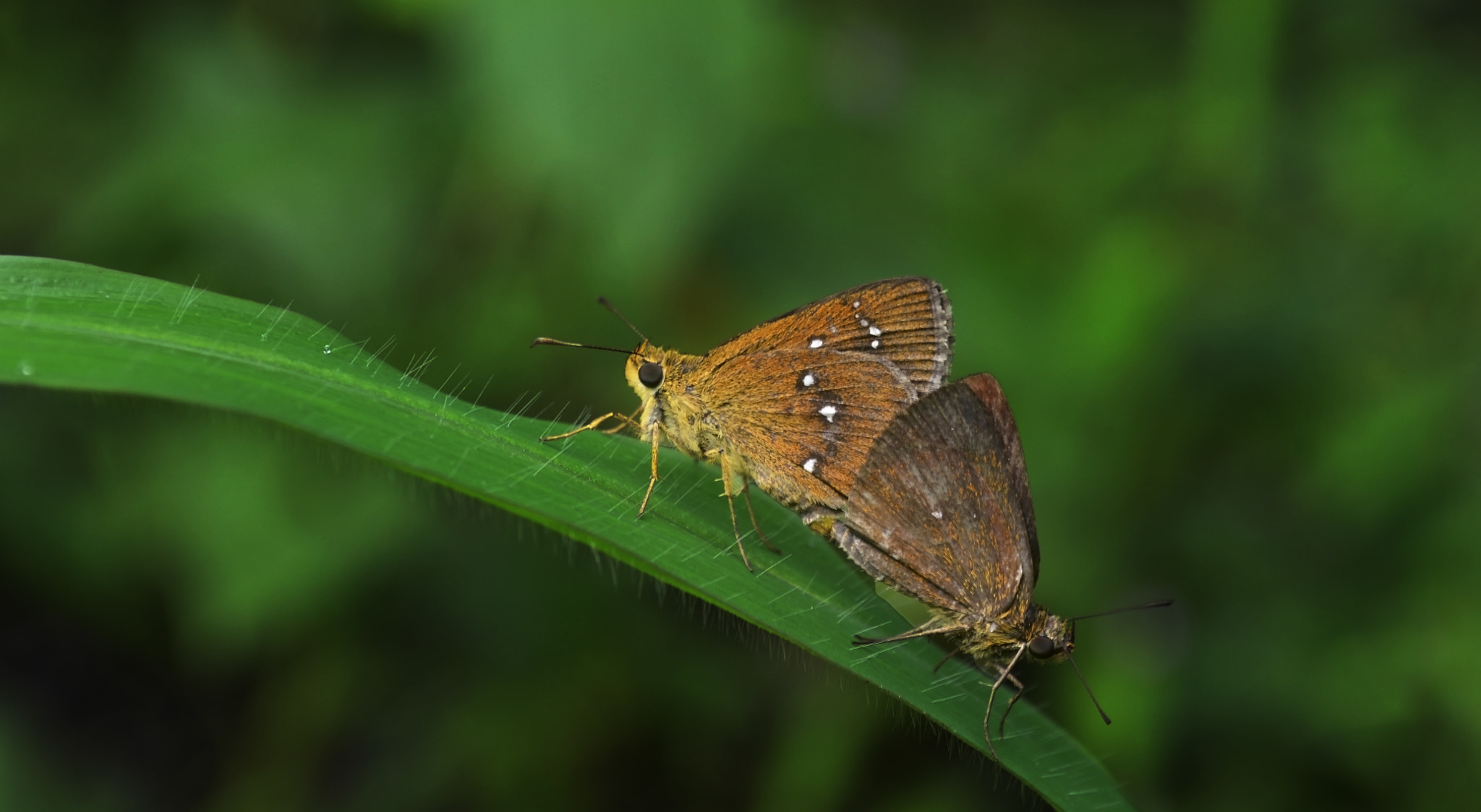 Nikon D5100 + AF Micro-Nikkor 105mm f/2.8 sample photo. Mating photography