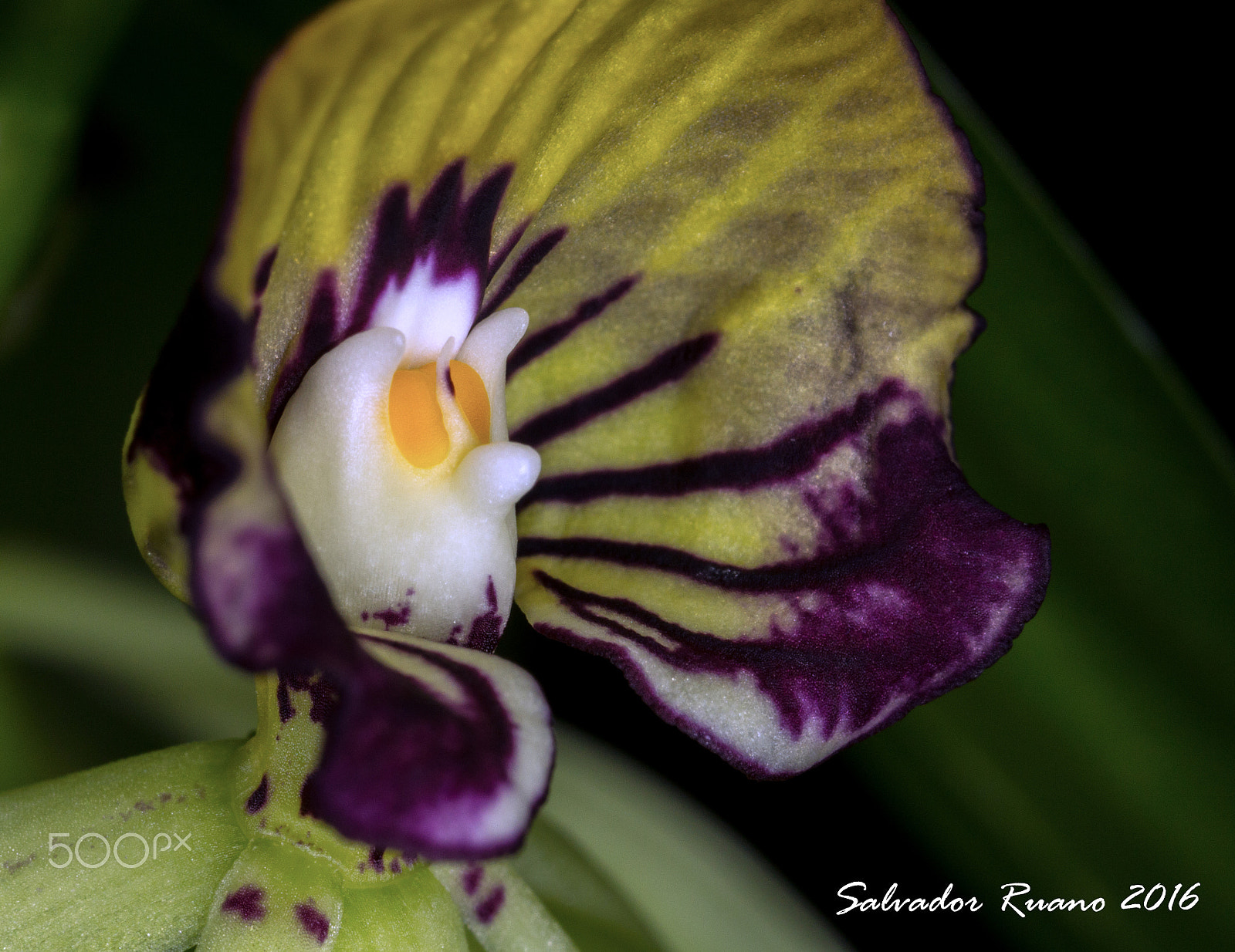 Canon MP-E 65mm F2.5 1-5x Macro Photo sample photo. Te estoy viendo / i am watching you photography