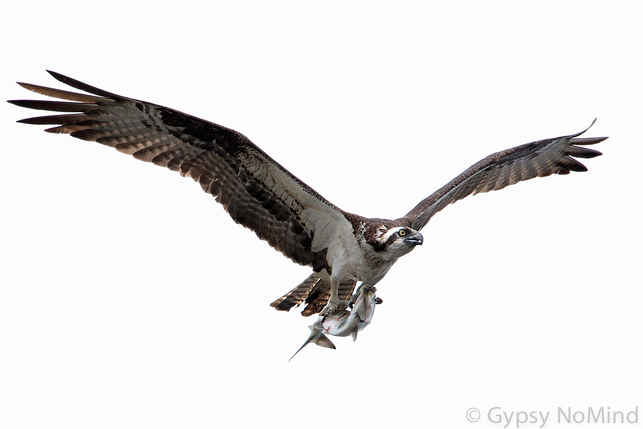 Canon EF 500mm F4L IS USM sample photo. Gloomy day osprey photography