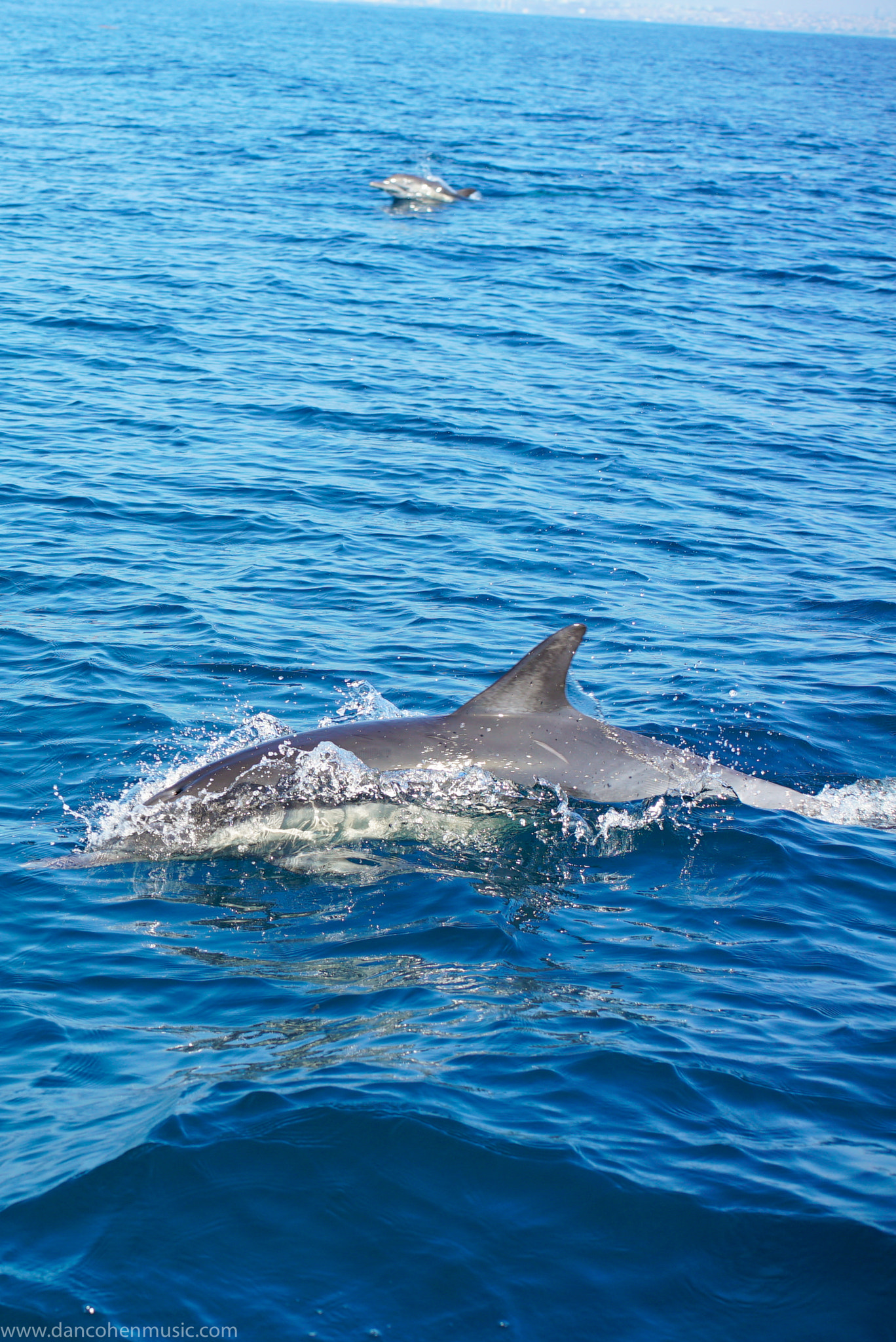 Sony a7S II + Sony Sonnar T* FE 55mm F1.8 ZA sample photo. I took this picture on porpoise. photography