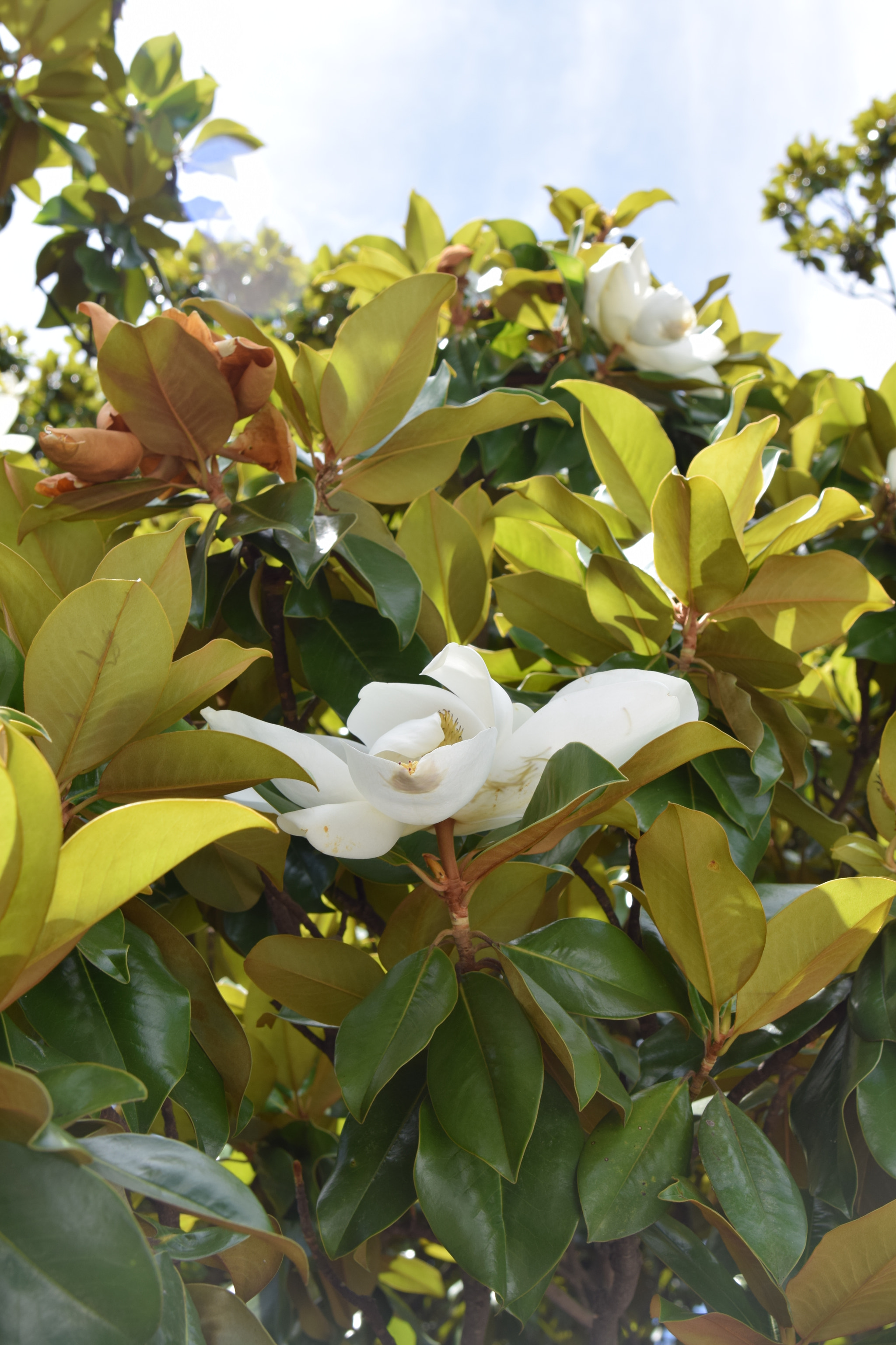 Nikon AF-S Nikkor 24-120mm F4G ED VR sample photo. Magnificent magnolia photography