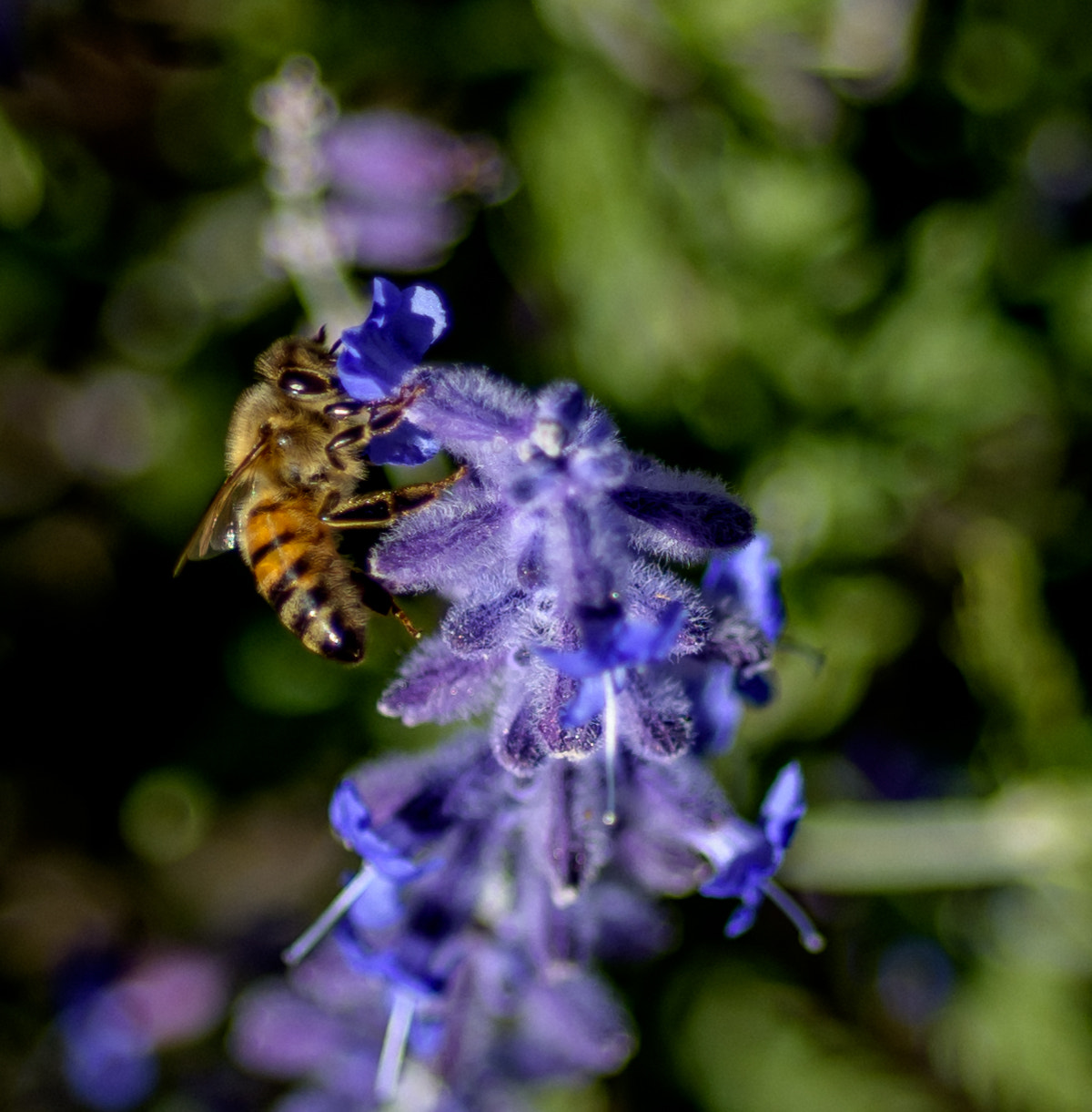 Nikon D810 + Nikon AF Micro-Nikkor 60mm F2.8D sample photo. Lavender honey photography