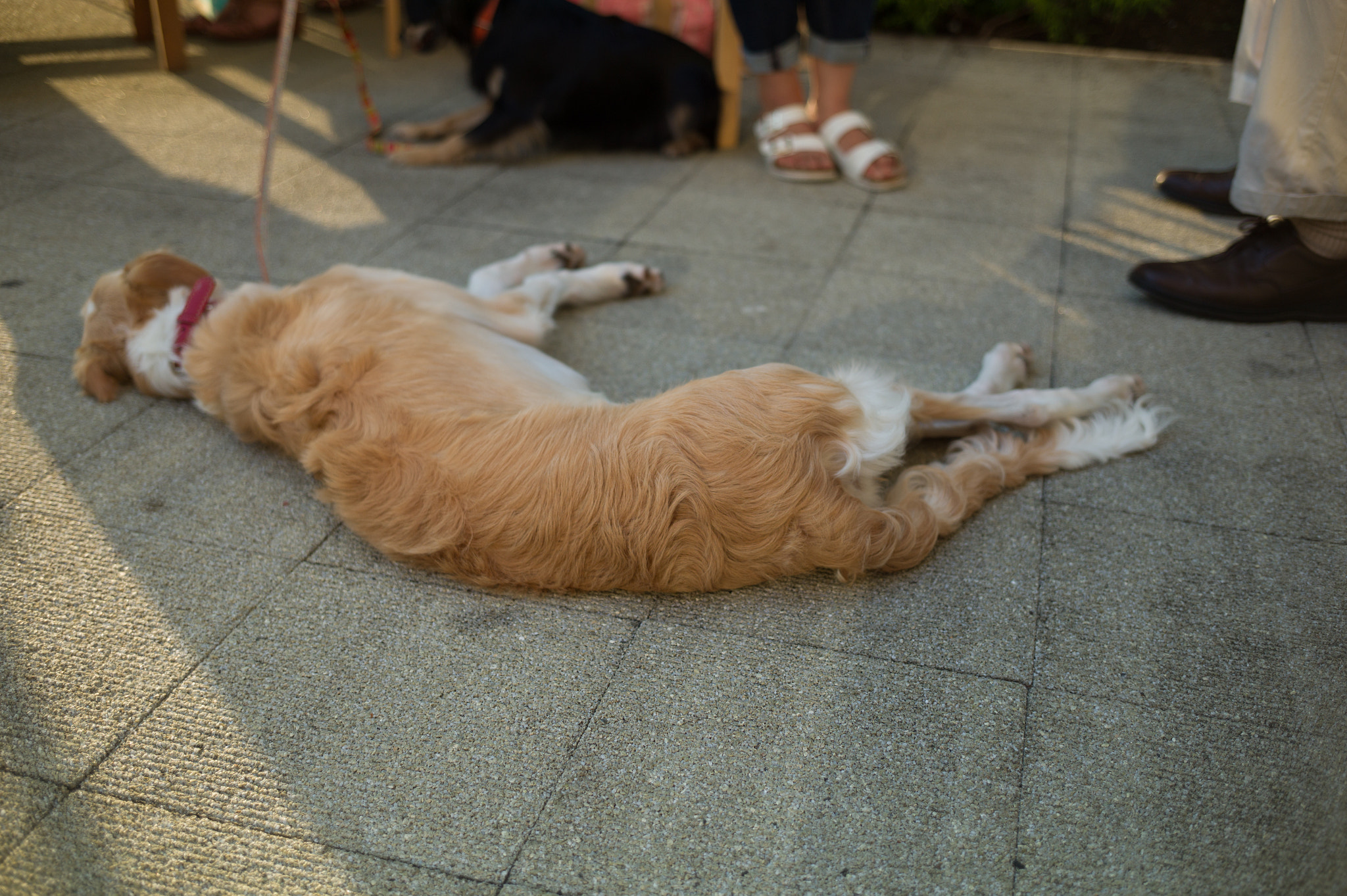 Leica M9 + Leica Tri-Elmar-M 16-18-21mm F4 ASPH sample photo. 29626599641.jpg photography