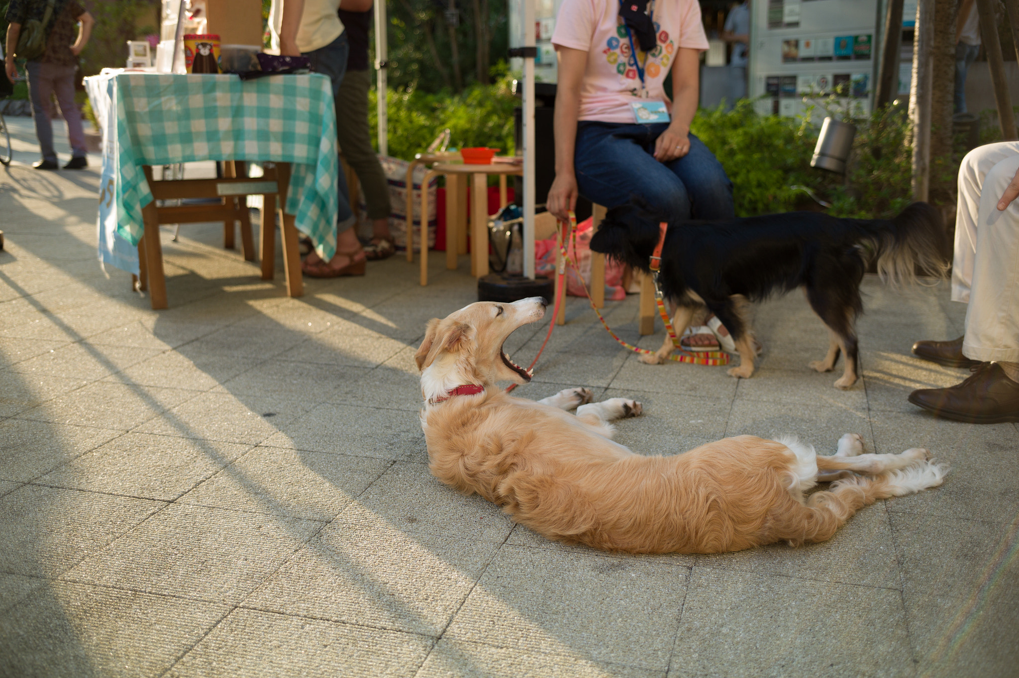 Leica M9 + Leica Tri-Elmar-M 16-18-21mm F4 ASPH sample photo. 29626595311.jpg photography