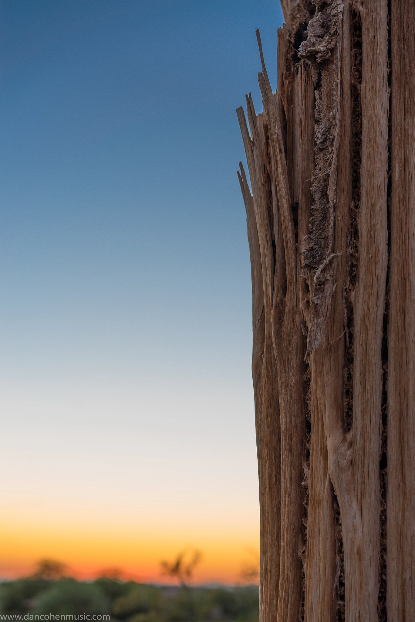 Sony a7S II + Sony Sonnar T* FE 55mm F1.8 ZA sample photo. Saguaro skeleton and scottsdale sunset photography