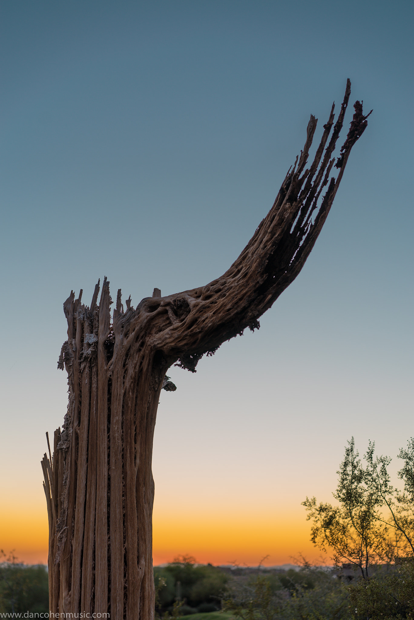 Sony a7S II + Sony Sonnar T* FE 55mm F1.8 ZA sample photo. Saguaro skeleton and scottsdale sunset photography