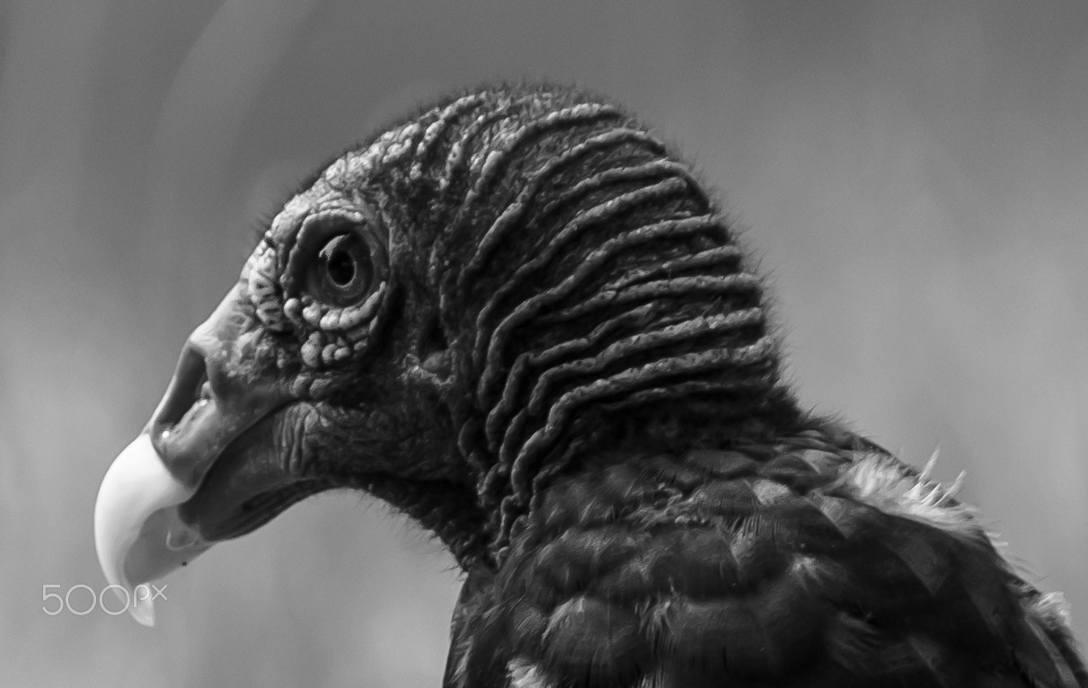 Fujifilm XF 100-400mm F4.5-5.6 R LM OIS WR sample photo. Buzzard in b/w photography