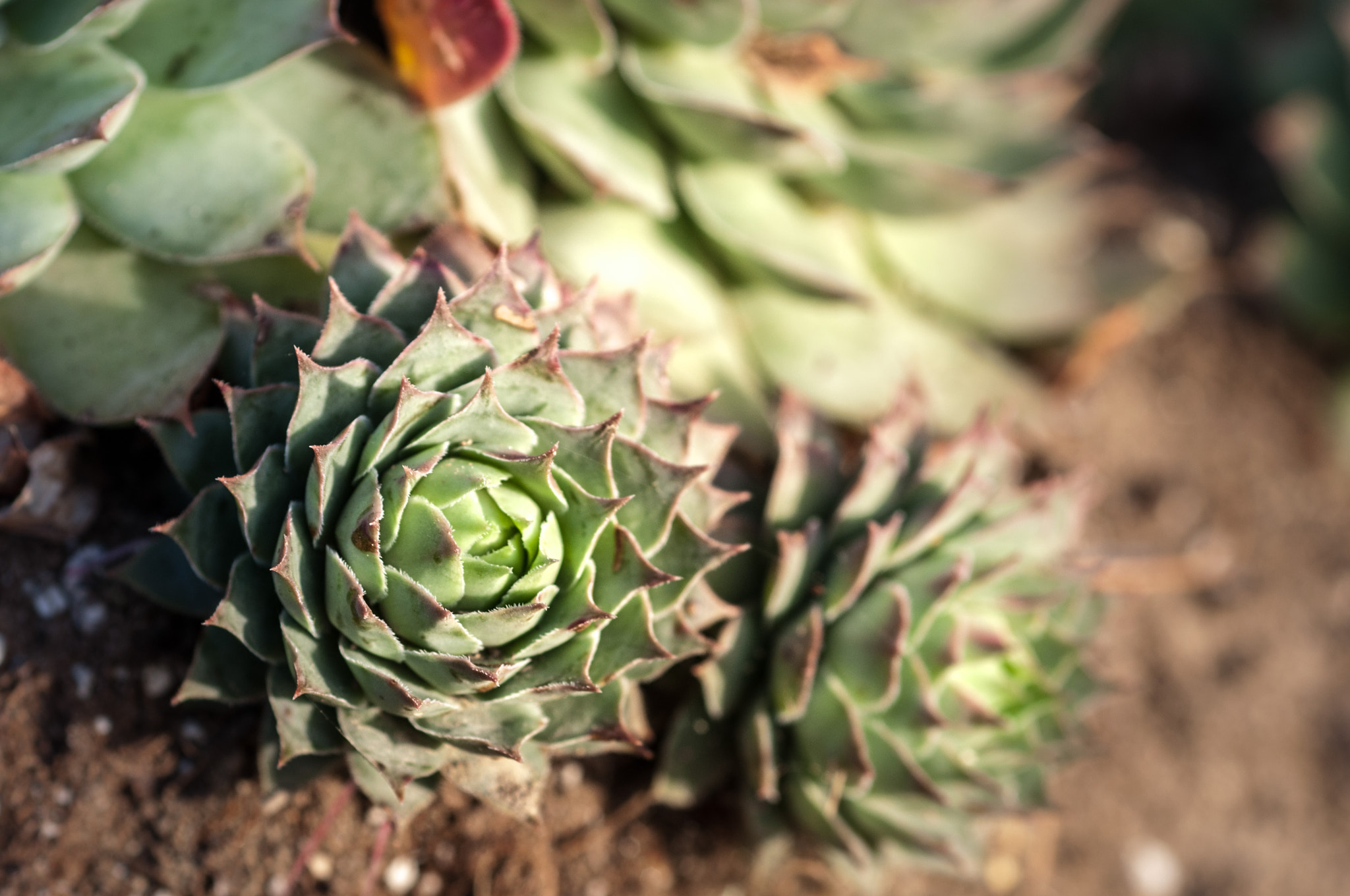 Nikon D5000 + Nikon AF Micro-Nikkor 60mm F2.8D sample photo. Sunset succulents photography