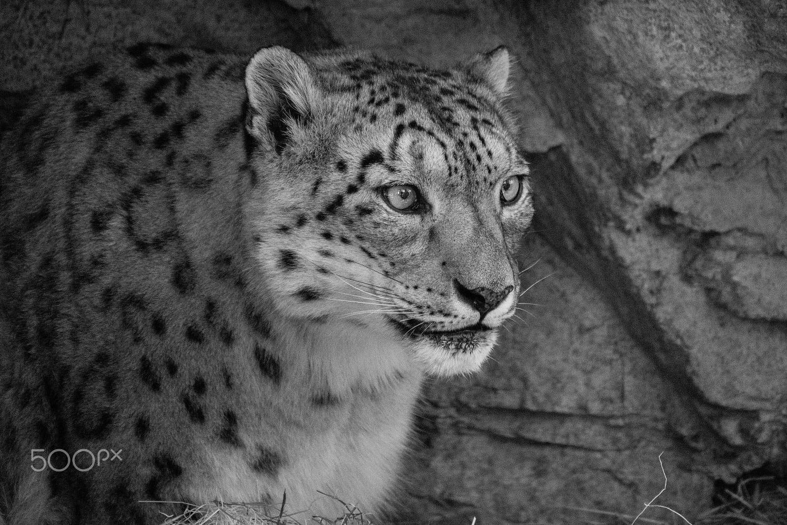 Nikon D5300 + Sigma 70-300mm F4-5.6 DG OS sample photo. Leopard photography